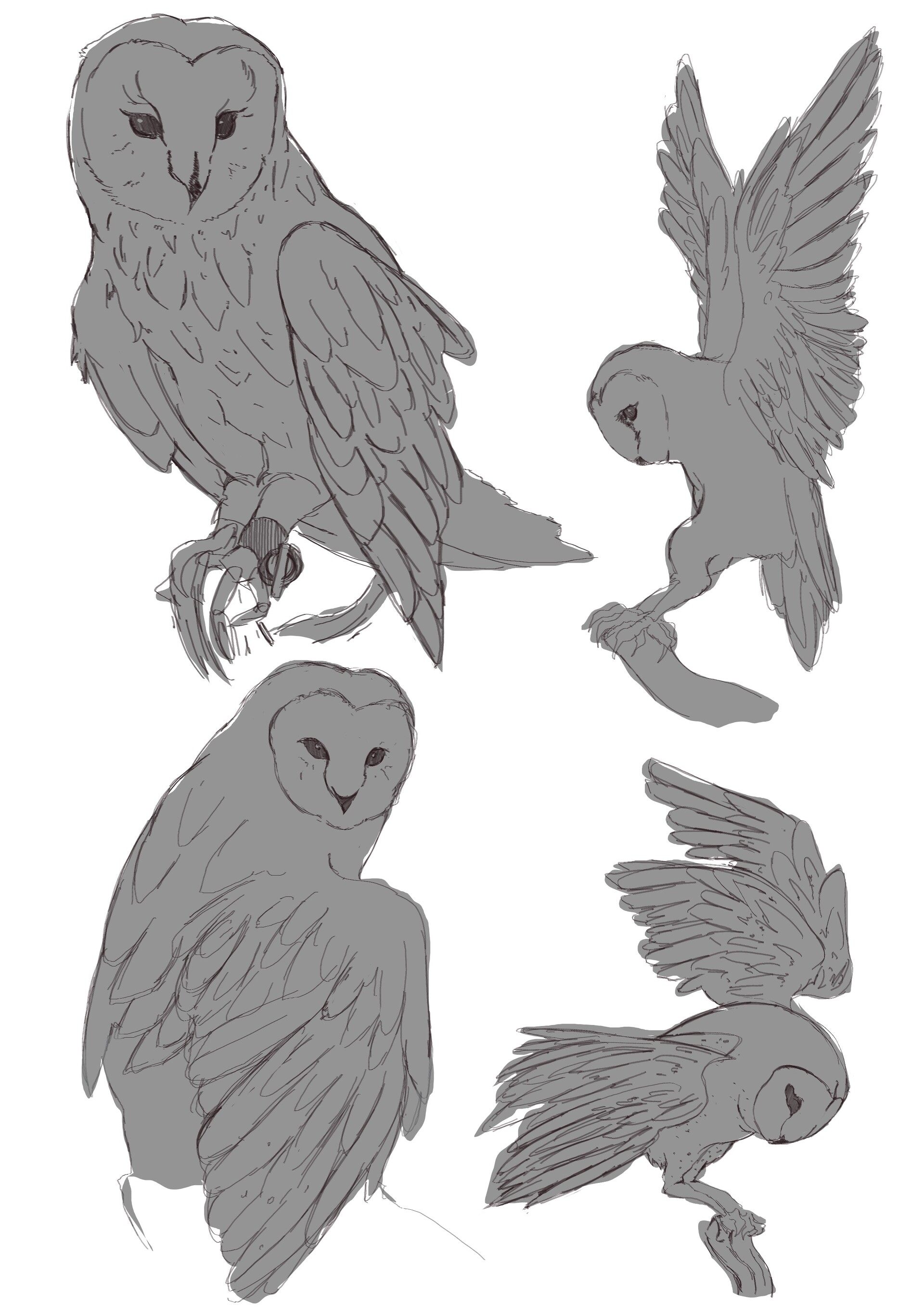 ArtStation - Owls
