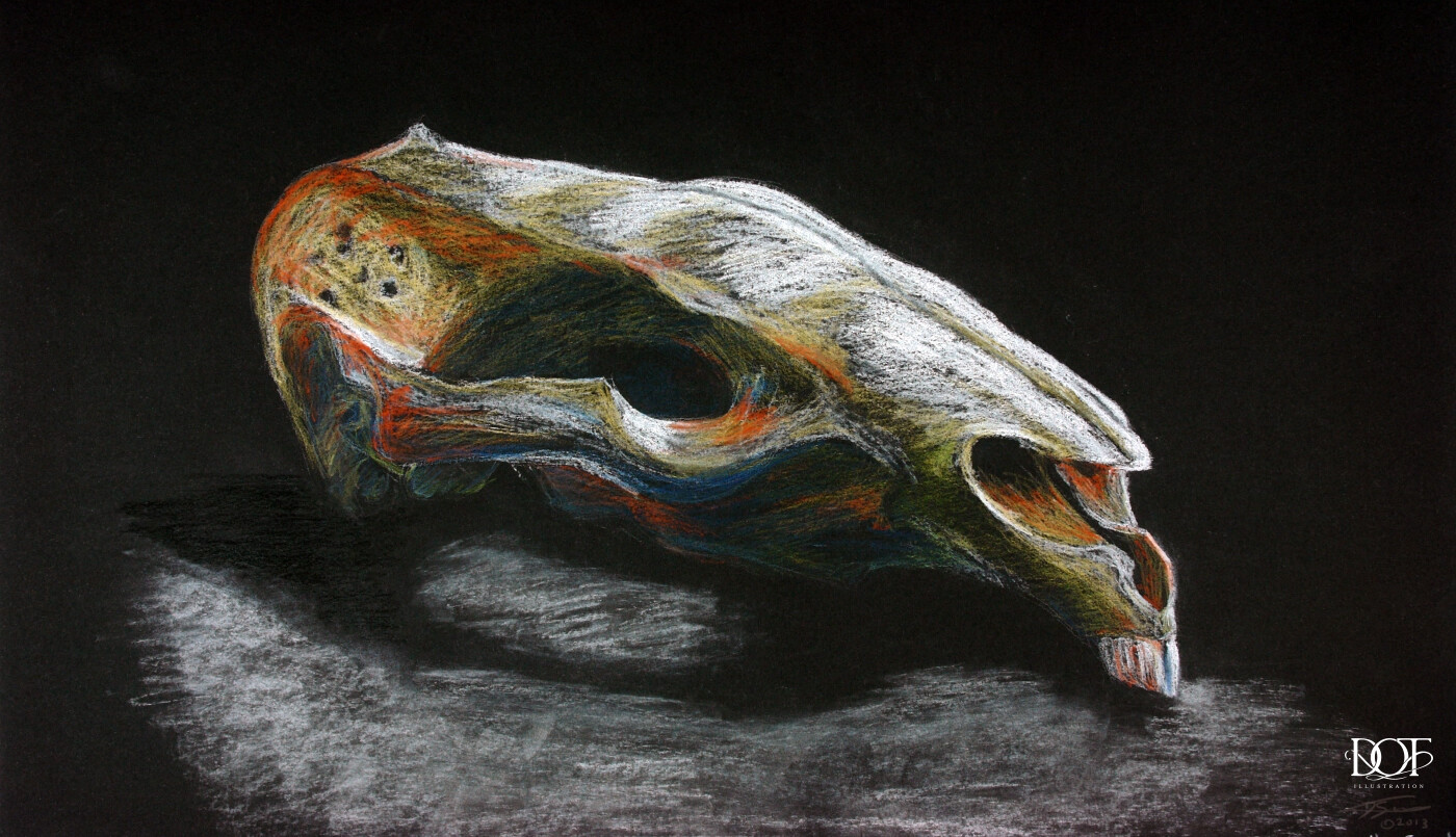 wombat skull sketch (bit of fun)