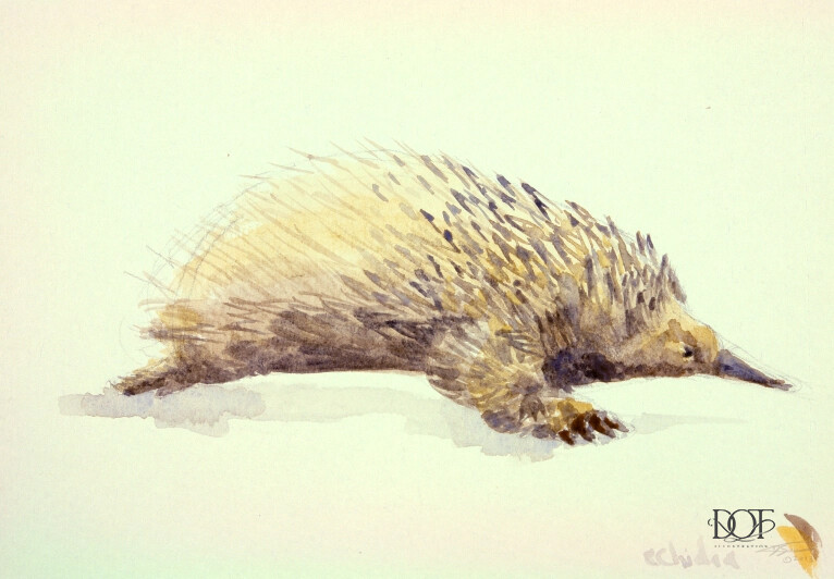 echidna study