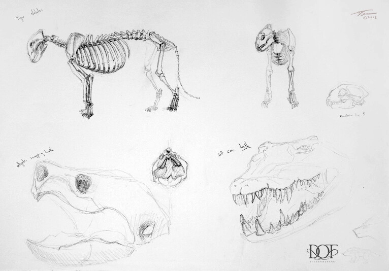 predator anatomy study