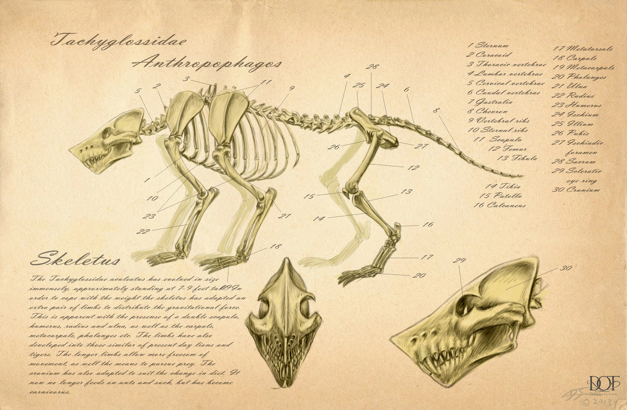 creature anatomy from part1