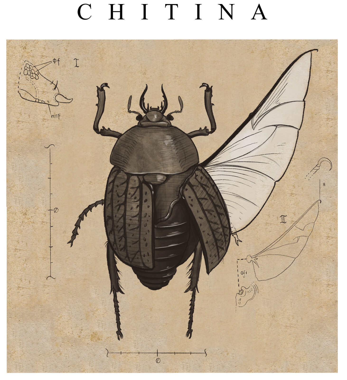 Chitina bug
