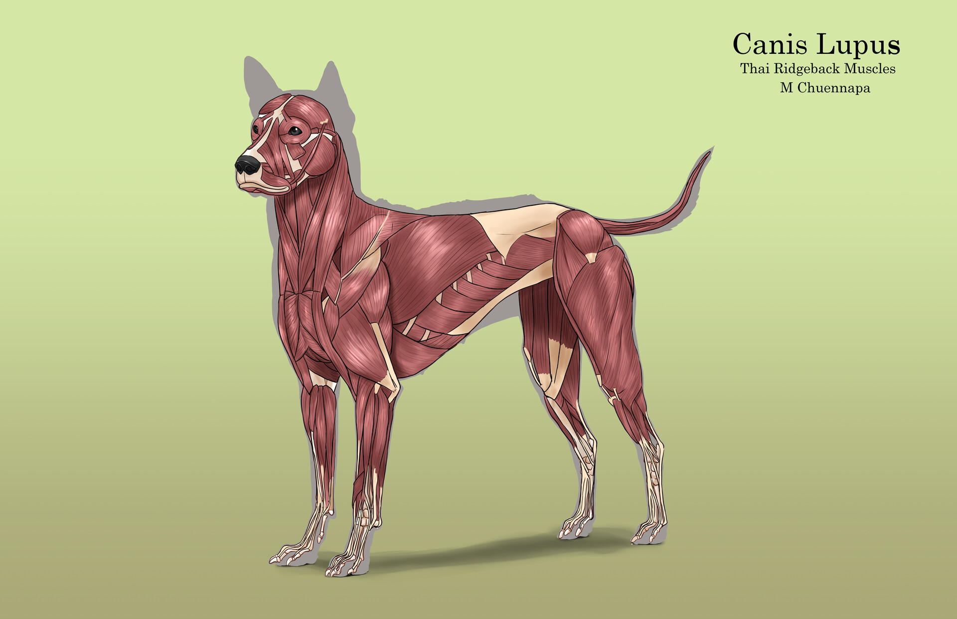 ArtStation Dog Anatomy Study