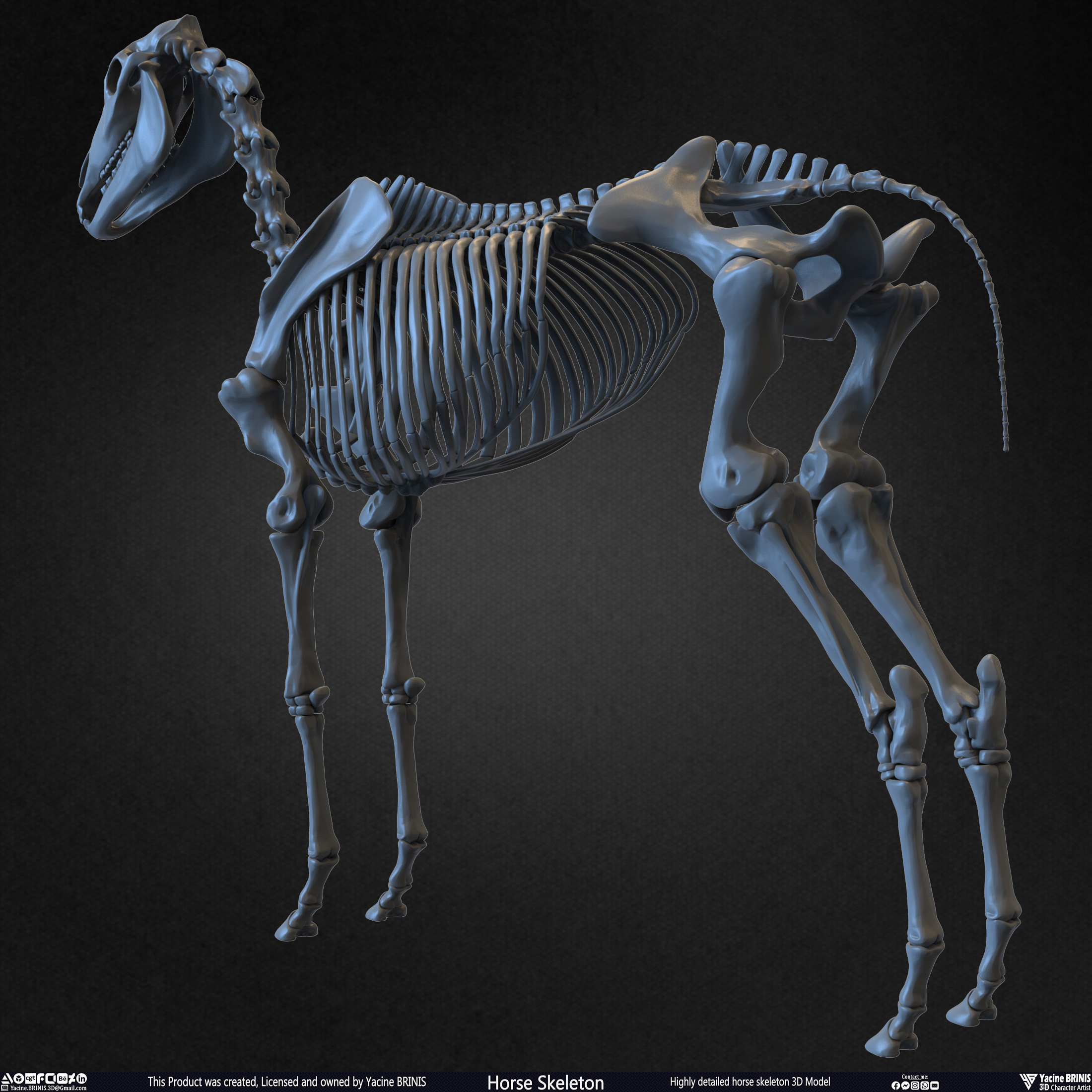 Highly Detailed Horse Skeleton 3D Model Sculpted by Yacine BRINIS Set 006
