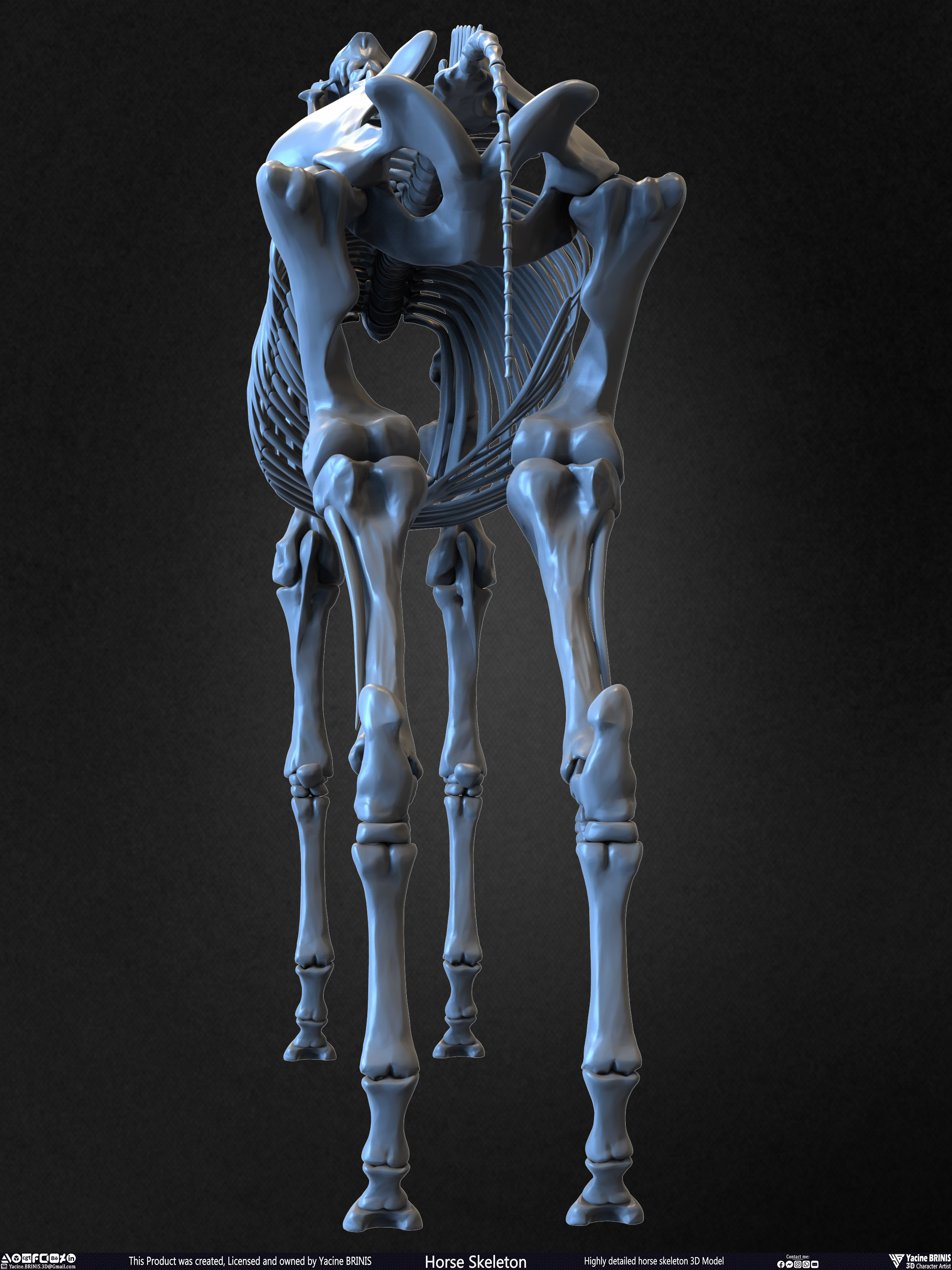 Highly Detailed Horse Skeleton 3D Model Sculpted by Yacine BRINIS Set 009