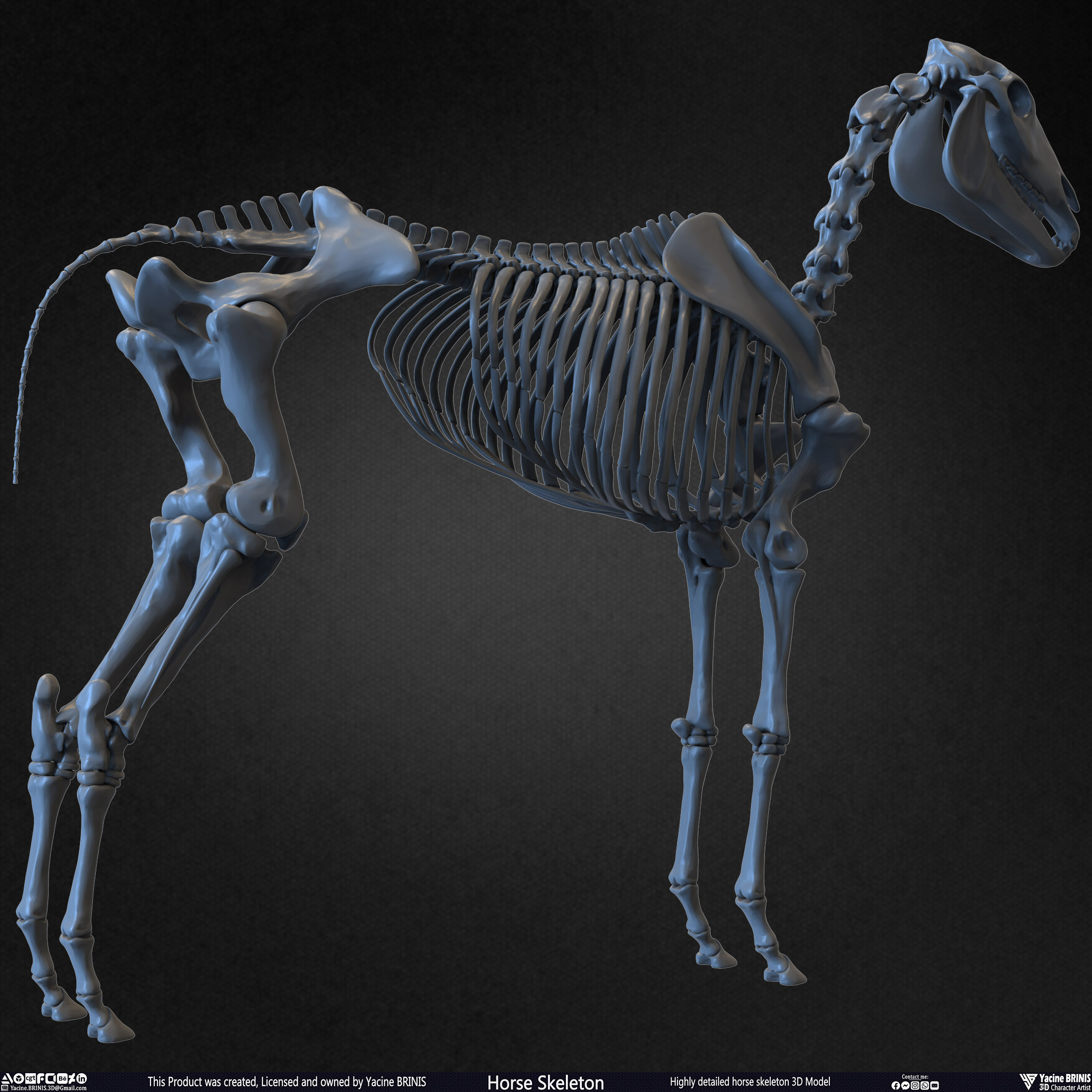 Highly Detailed Horse Skeleton 3D Model Sculpted by Yacine BRINIS Set 013