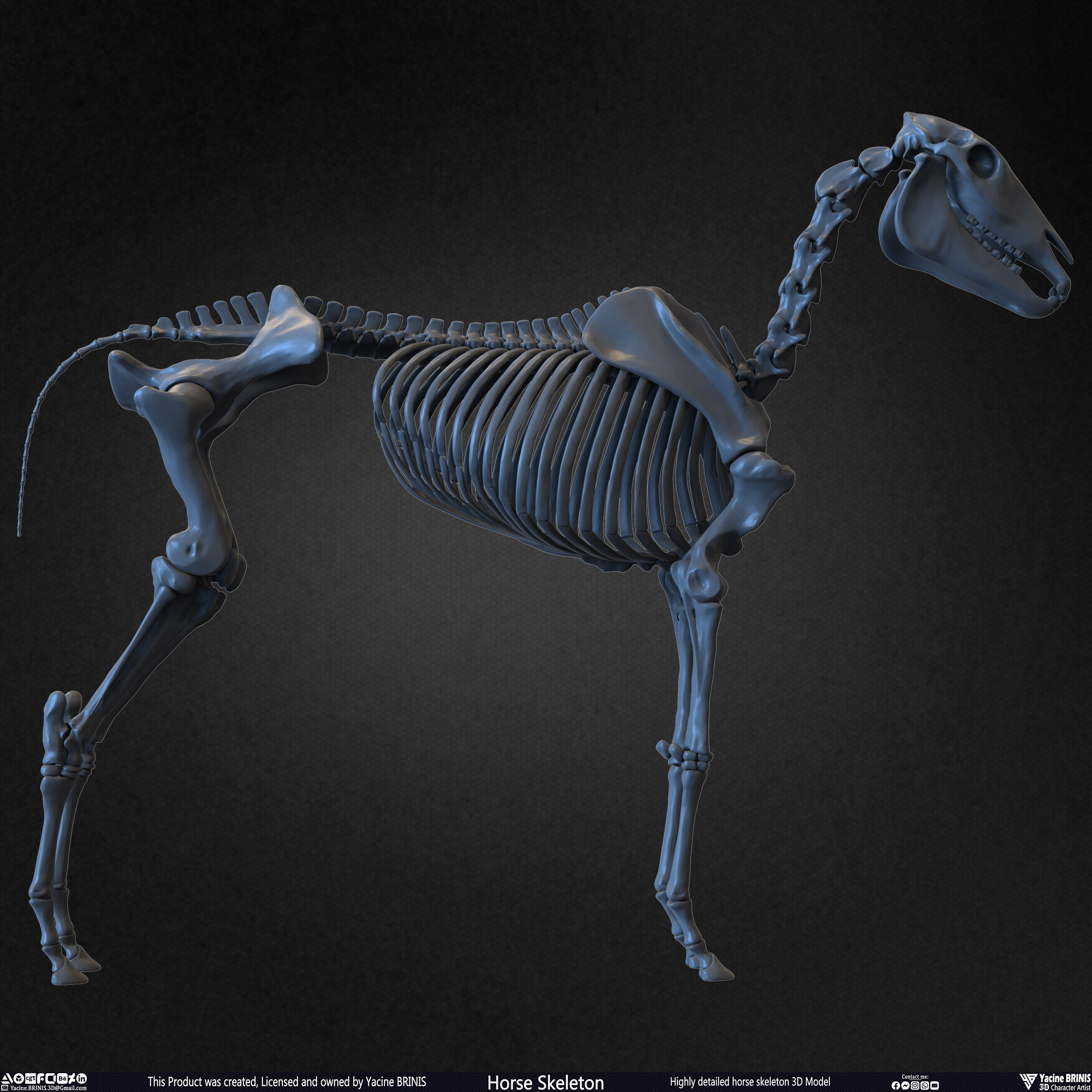 Highly Detailed Horse Skeleton 3D Model Sculpted by Yacine BRINIS Set 014