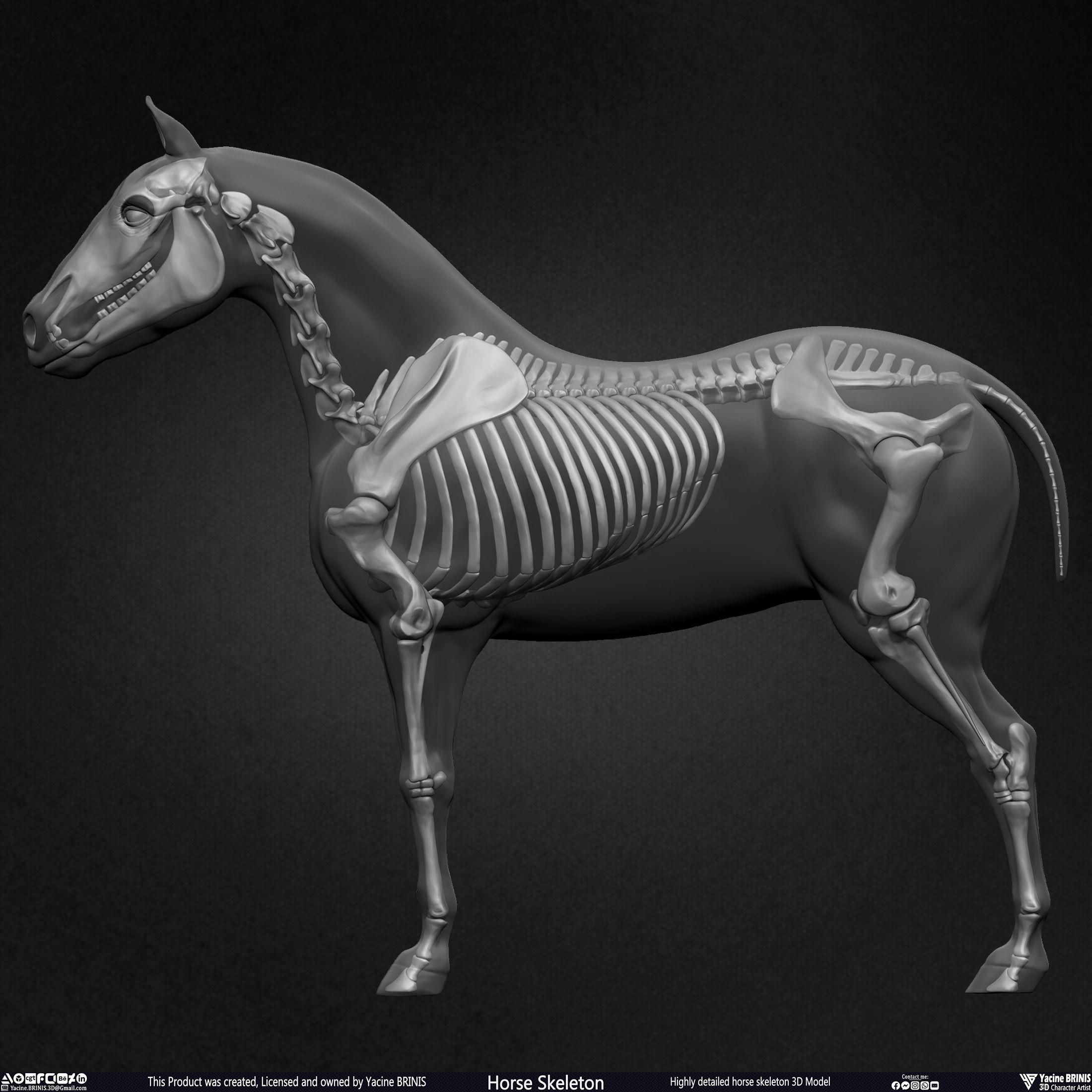 Highly Detailed Horse Skeleton 3D Model Sculpted by Yacine BRINIS Set 021