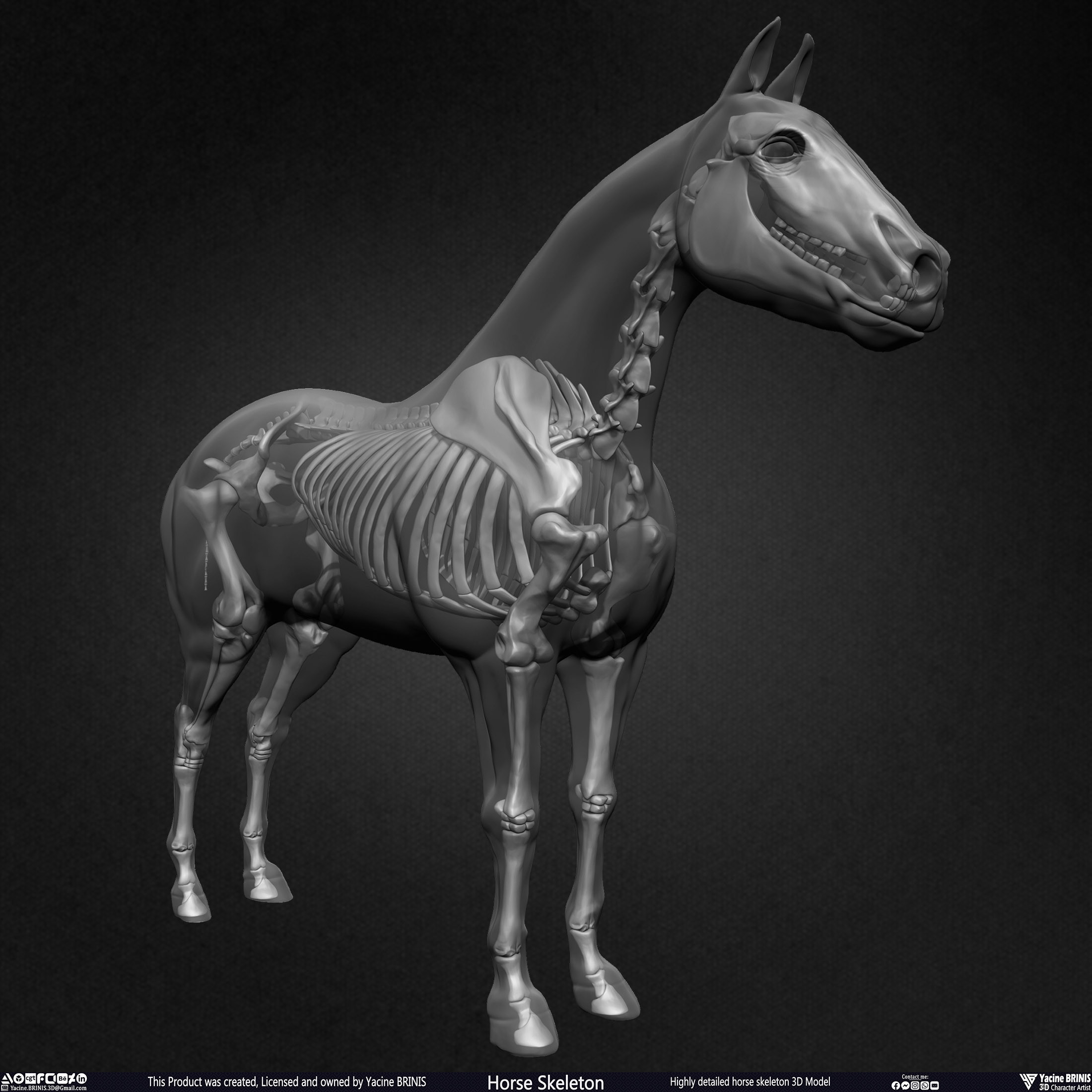 Highly Detailed Horse Skeleton 3D Model Sculpted by Yacine BRINIS Set 024