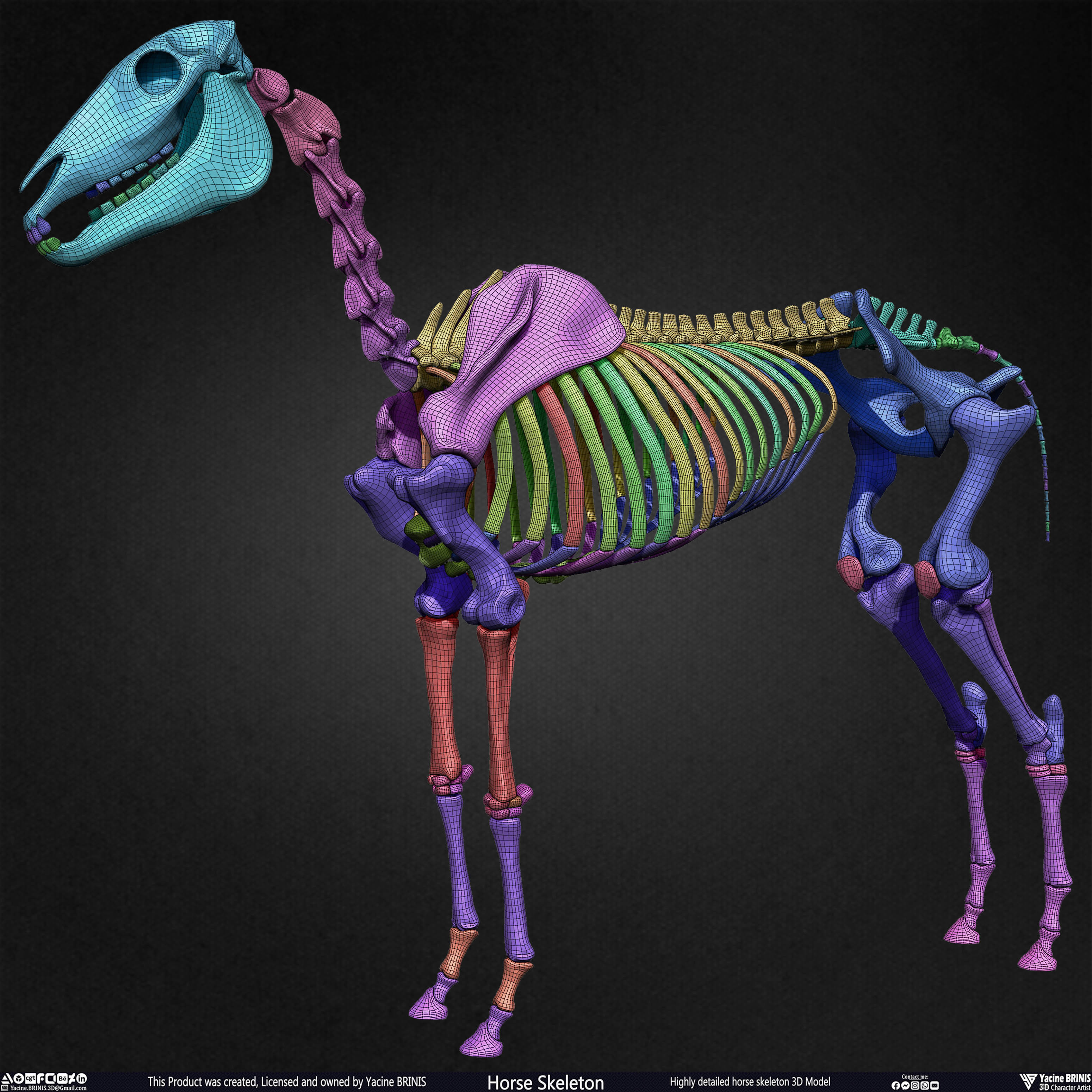 Highly Detailed Horse Skeleton 3D Model Sculpted by Yacine BRINIS Set 026