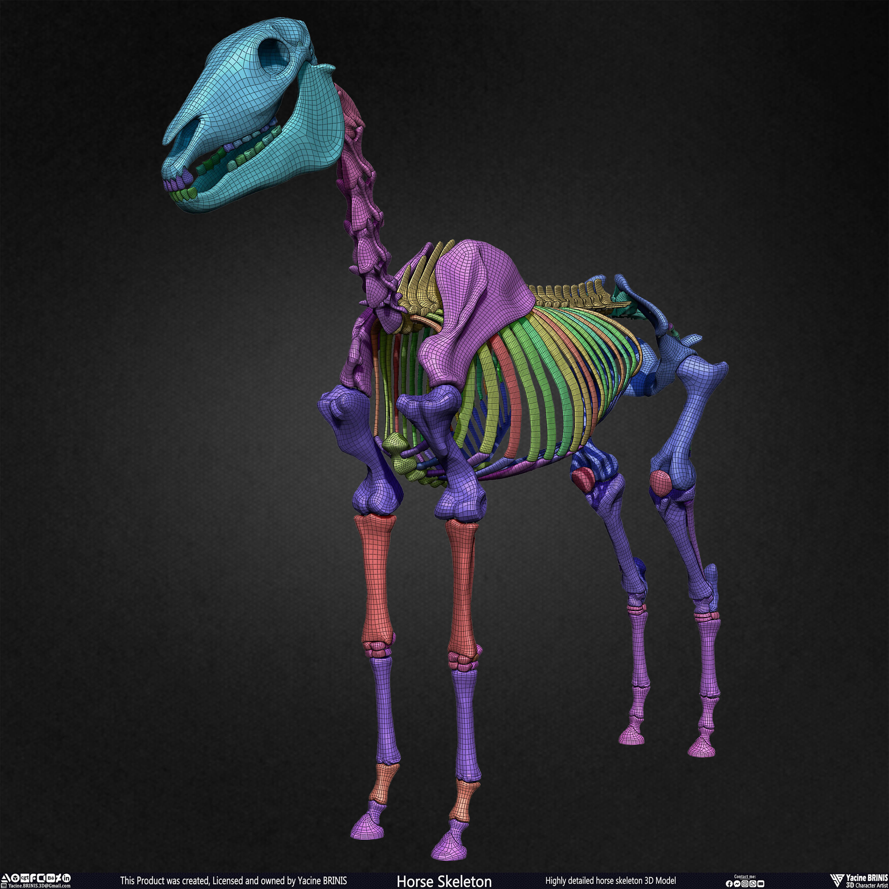 Highly Detailed Horse Skeleton 3D Model Sculpted by Yacine BRINIS Set 027
