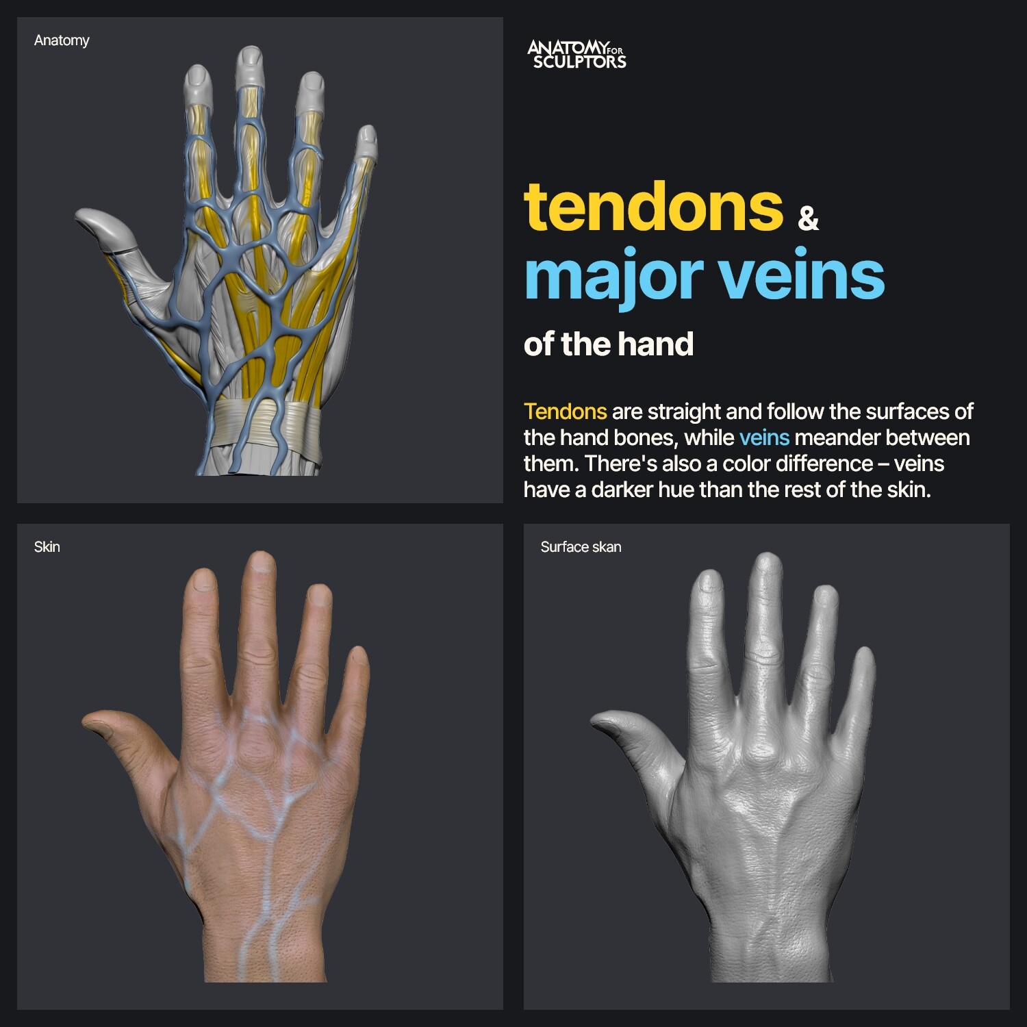 ArtStation Tendons And Major Veins Of The Hand artstation-tendons-and-major-veins-of-the-hand
