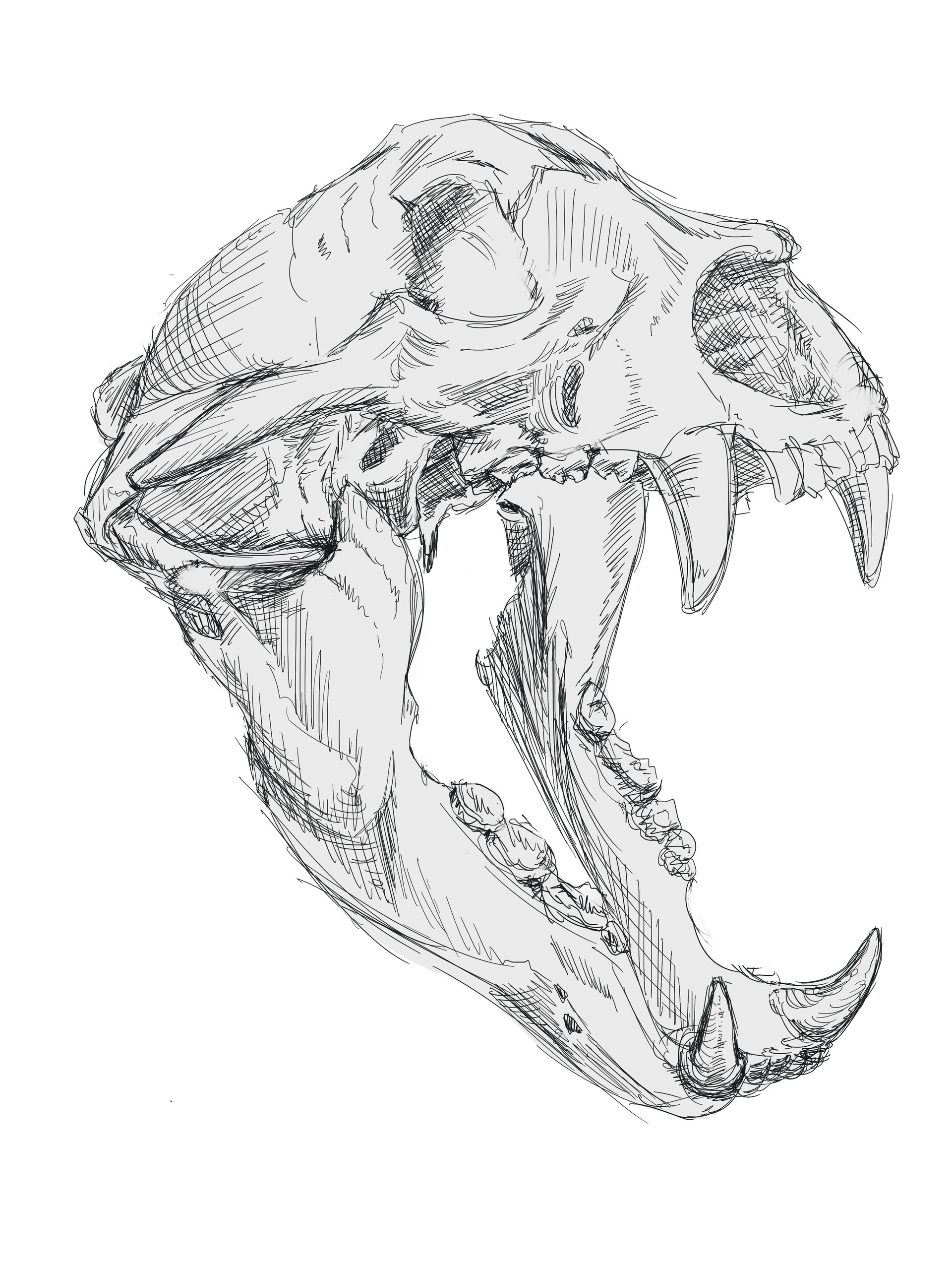 ArtStation - bear skull
