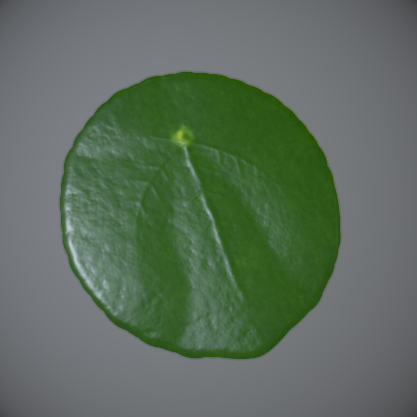 Pilea Leaf Material