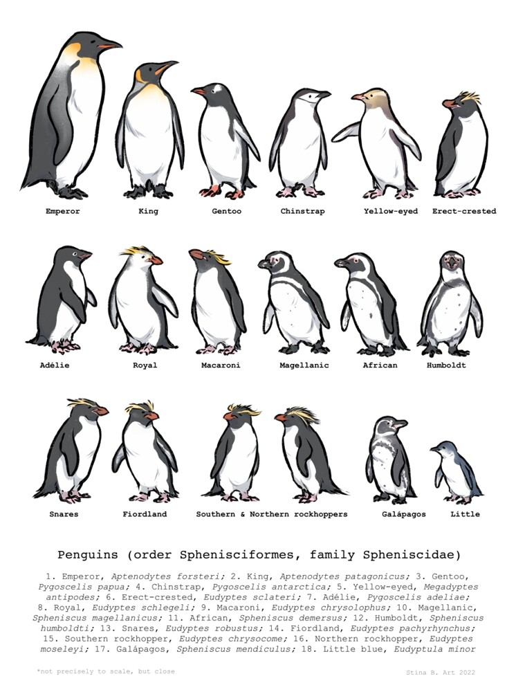 asterwild - Penguin Species Poster (2022)
