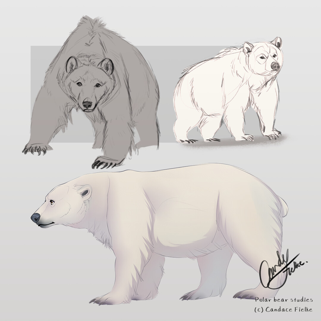 Polar Bear sketch illustration Stock Photo - Alamy