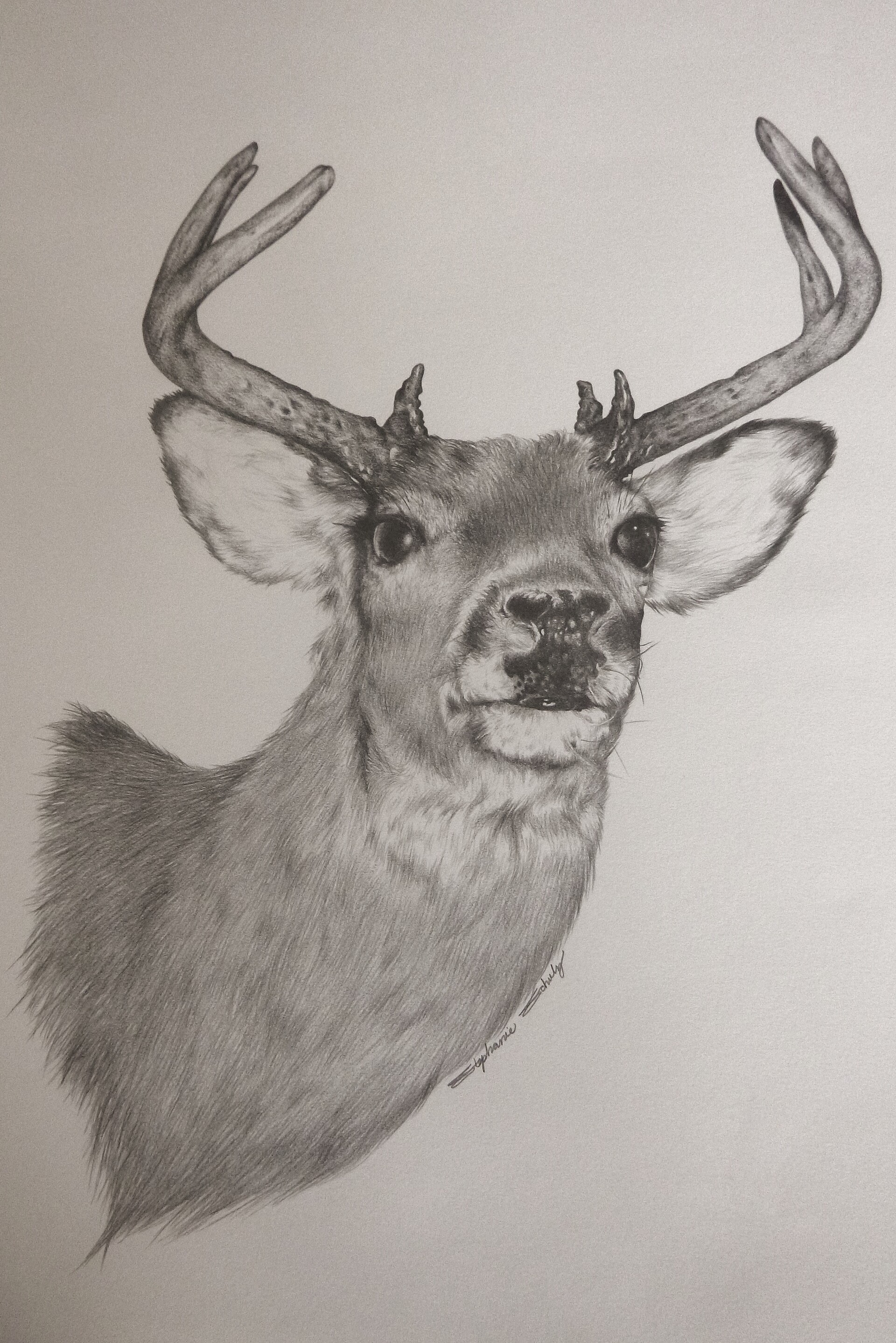 Hand Drawn Doe Drawing Print. Black and White Deer Pencil - Etsy Israel