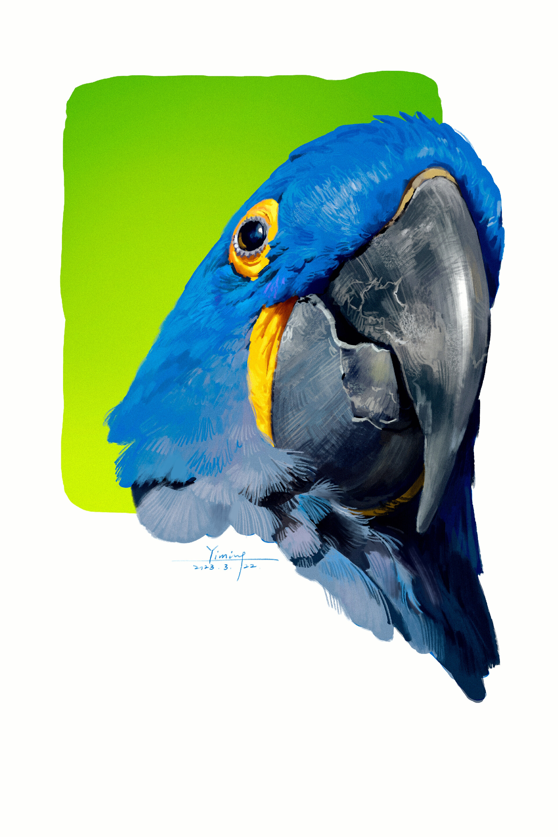 ArtStation - Parrots color study 鹦鹉色彩练习