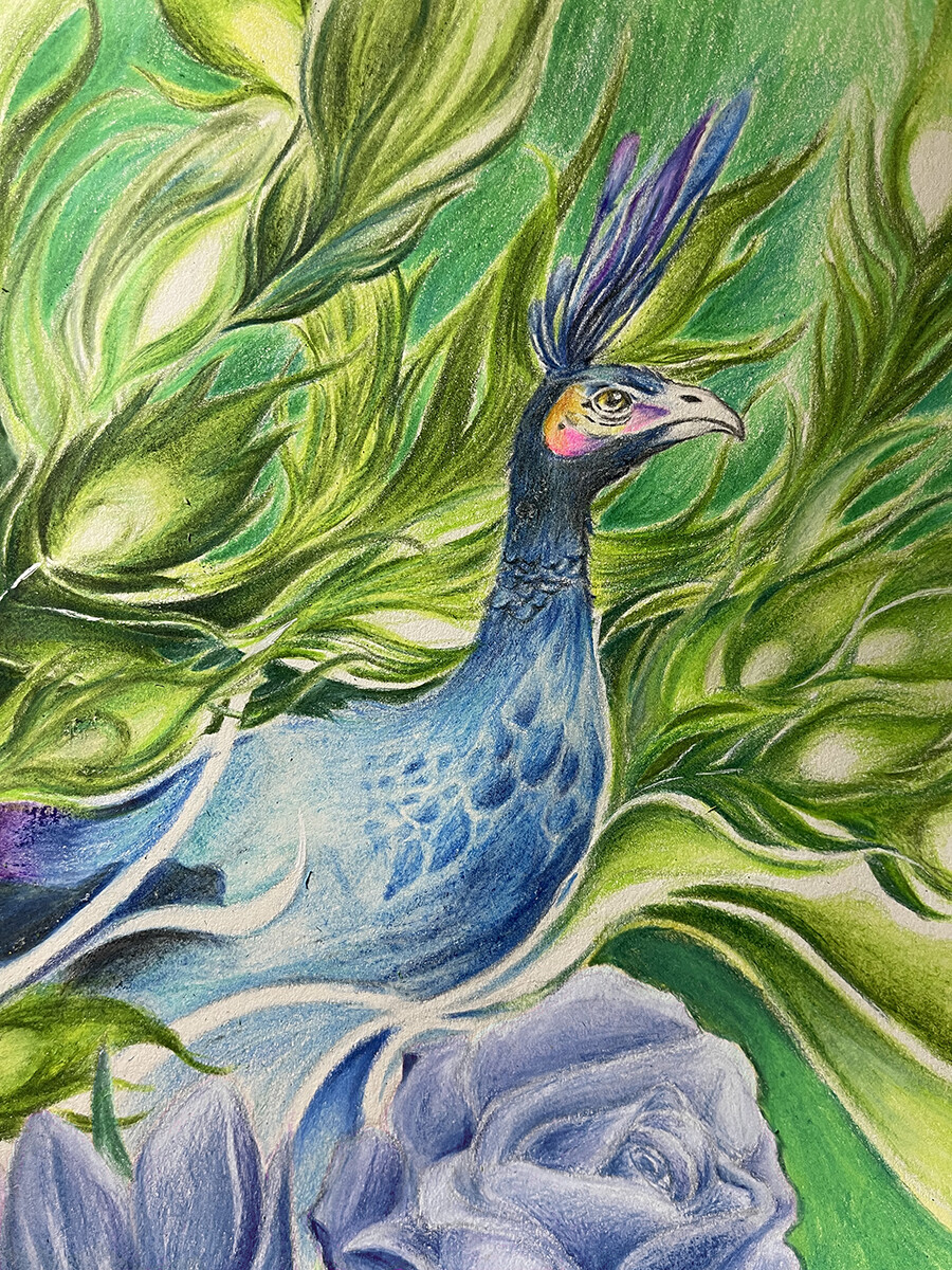 Buy Peacock Original Colour Pencil Illustration Online in India - Etsy