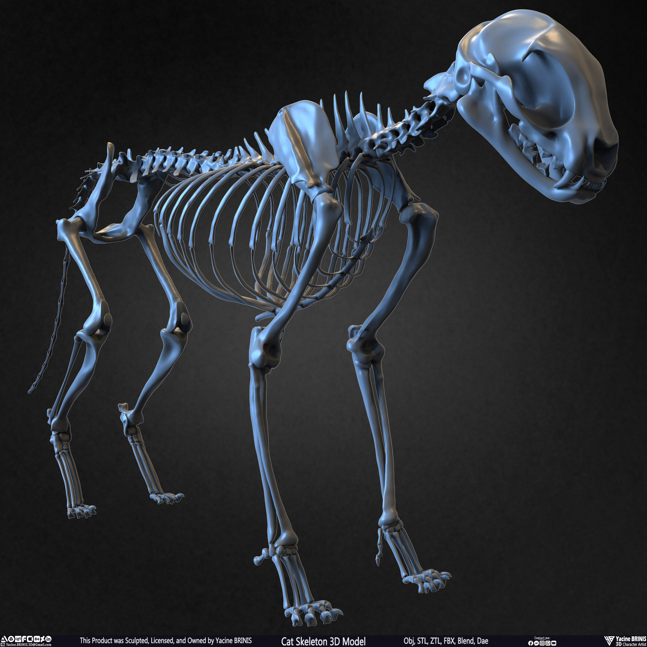 Highly Detailed Cat Skeleton 3D Model Sculpted by Yacine BRINIS Set 002
