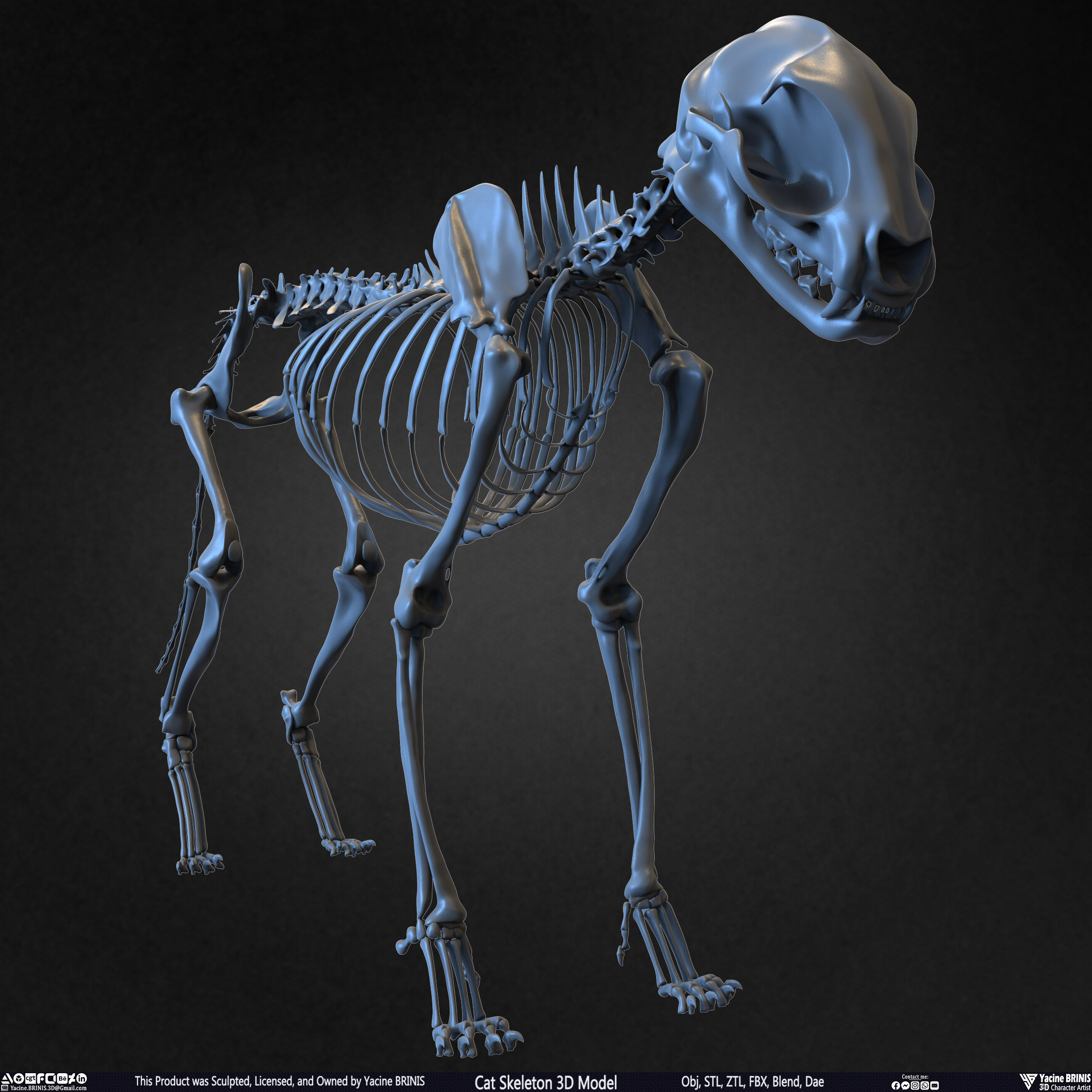 Highly Detailed Cat Skeleton 3D Model Sculpted by Yacine BRINIS Set 003