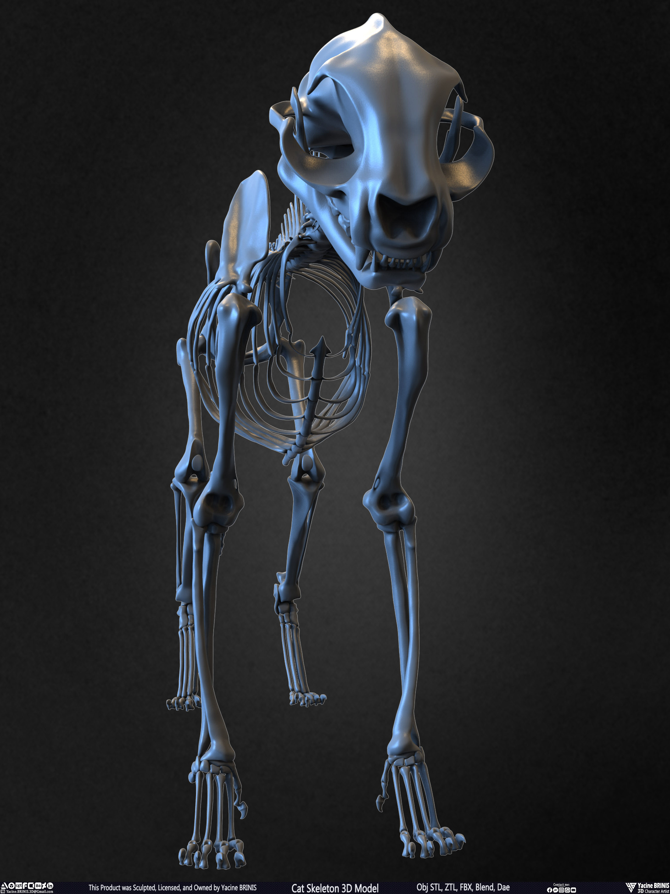 Highly Detailed Cat Skeleton 3D Model Sculpted by Yacine BRINIS Set 005
