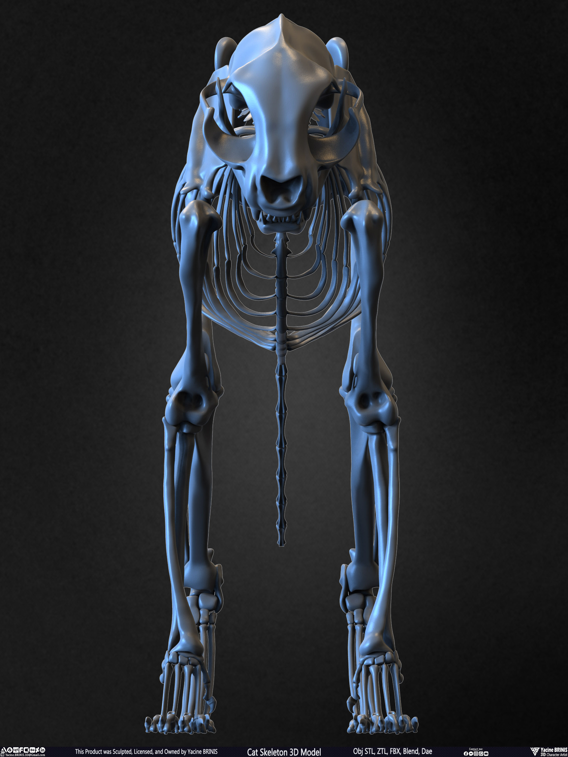 Highly Detailed Cat Skeleton 3D Model Sculpted by Yacine BRINIS Set 006