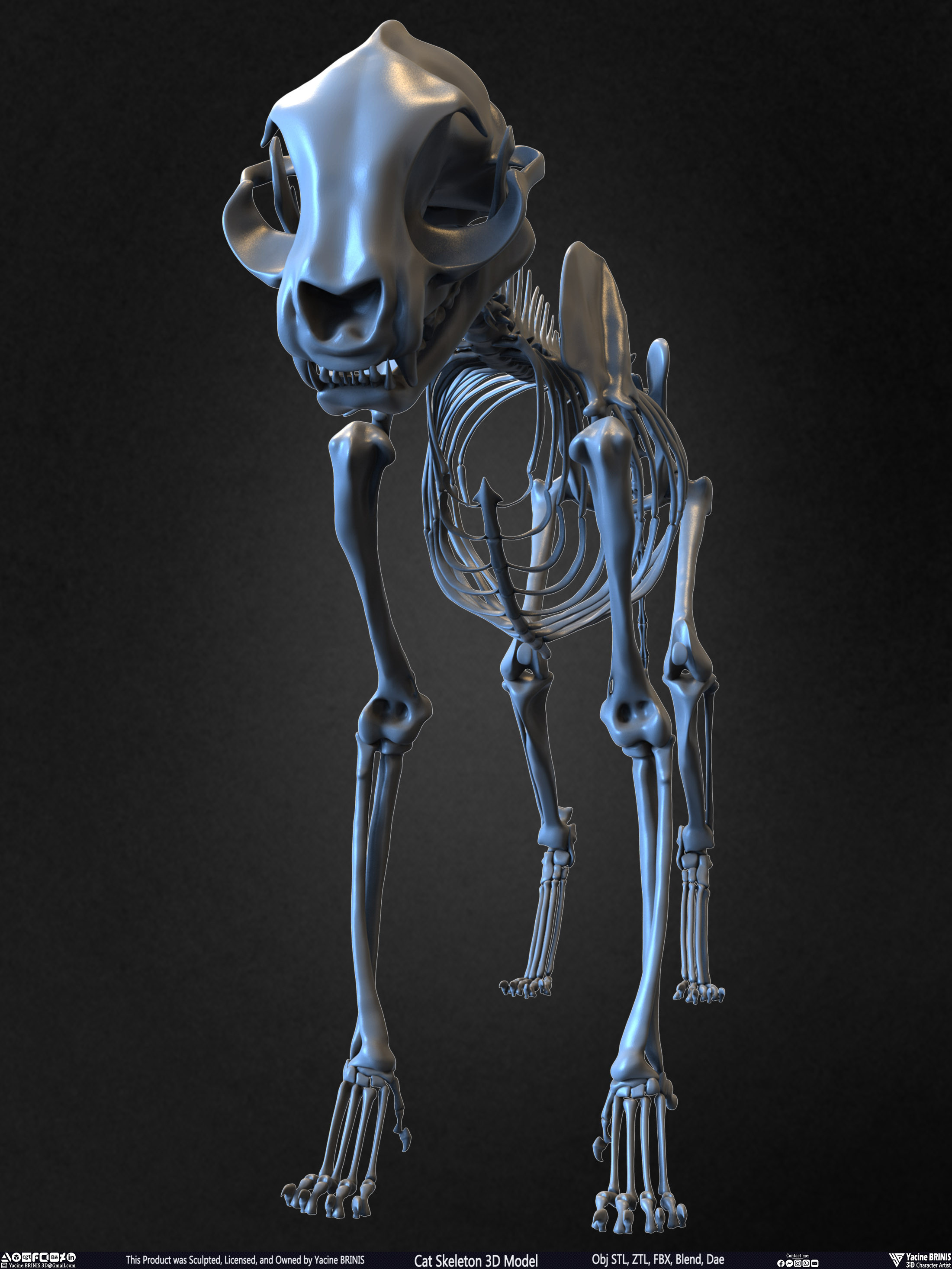 Highly Detailed Cat Skeleton 3D Model Sculpted by Yacine BRINIS Set 007