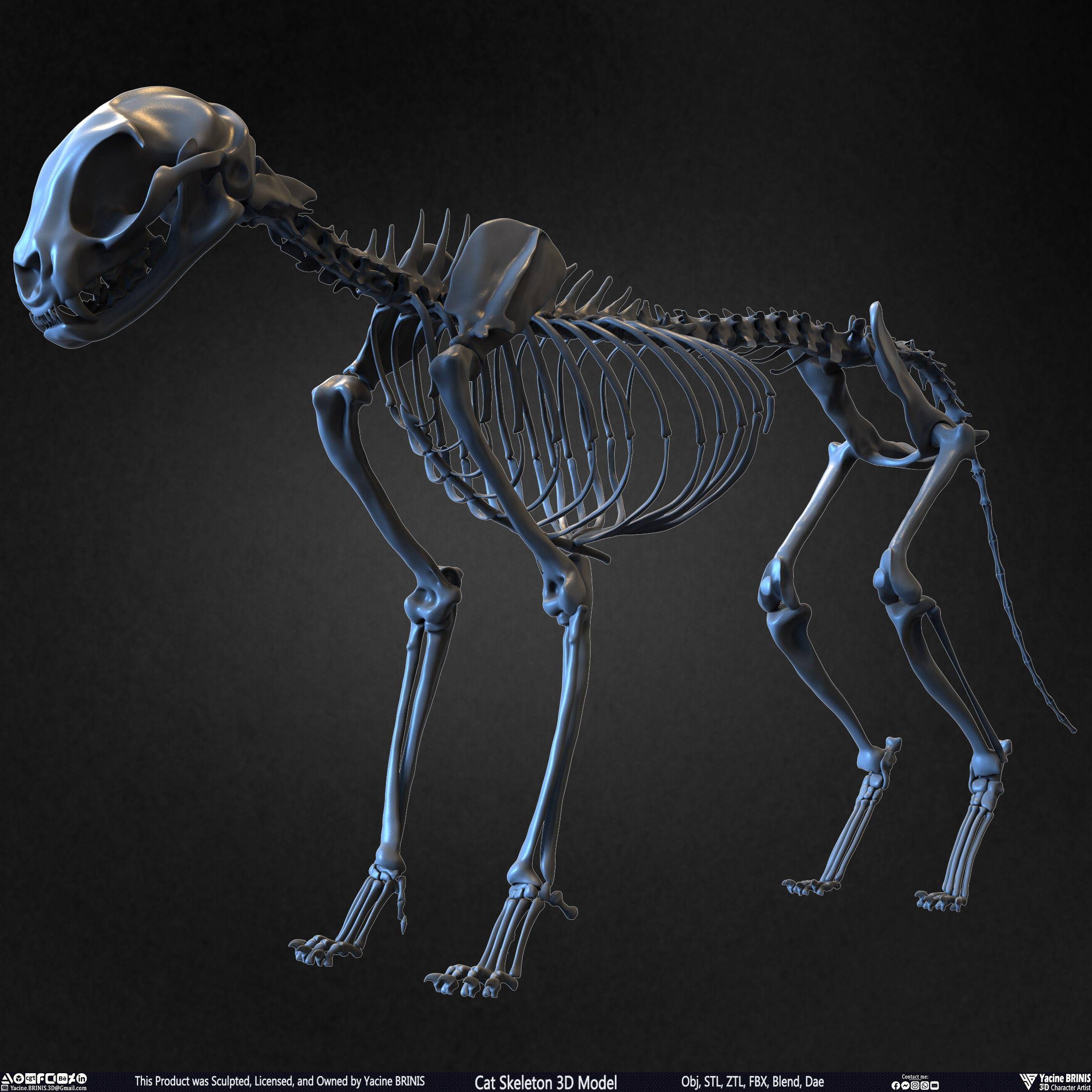 Highly Detailed Cat Skeleton 3D Model Sculpted by Yacine BRINIS Set 010