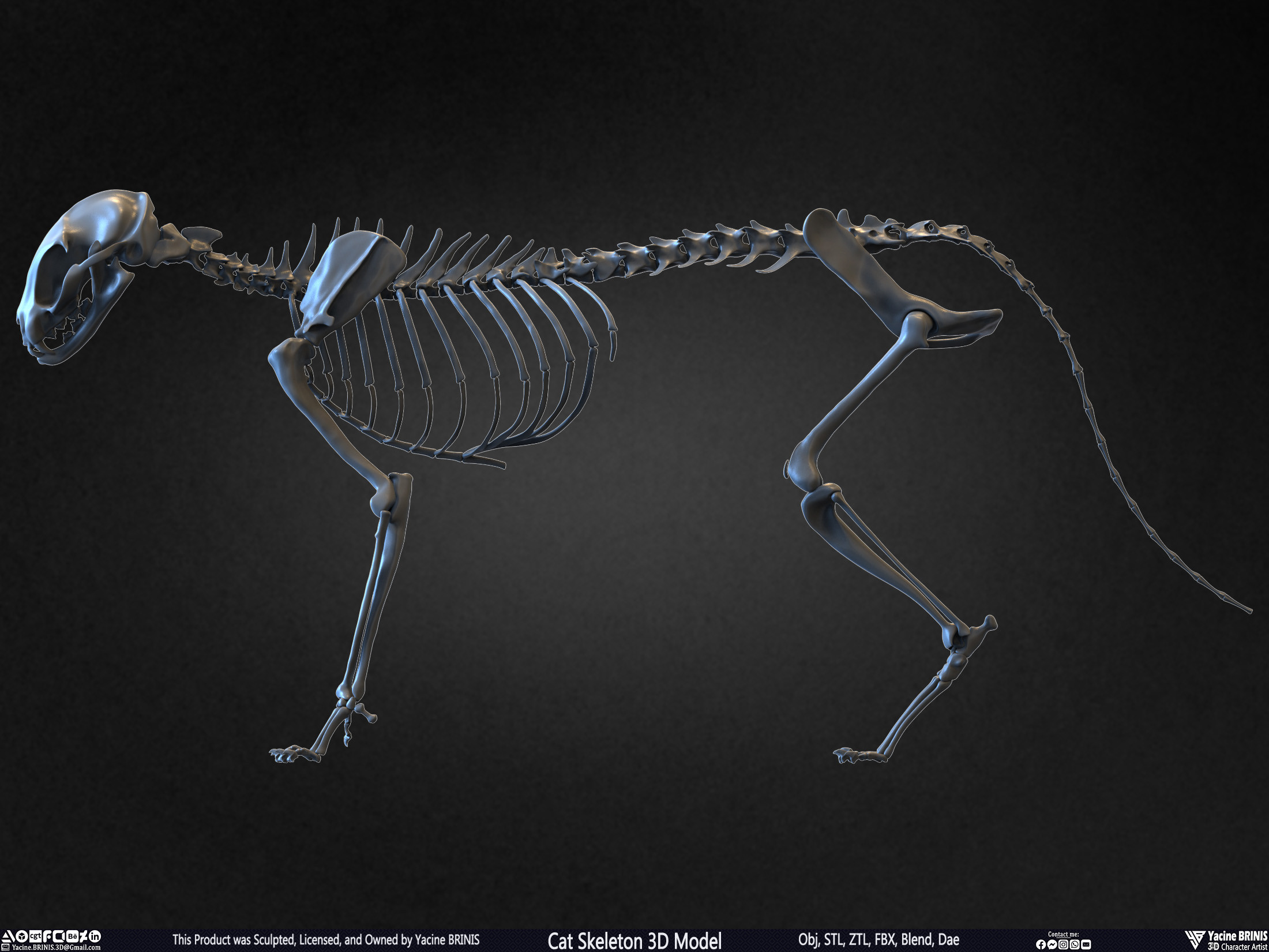 Highly Detailed Cat Skeleton 3D Model Sculpted by Yacine BRINIS Set 012