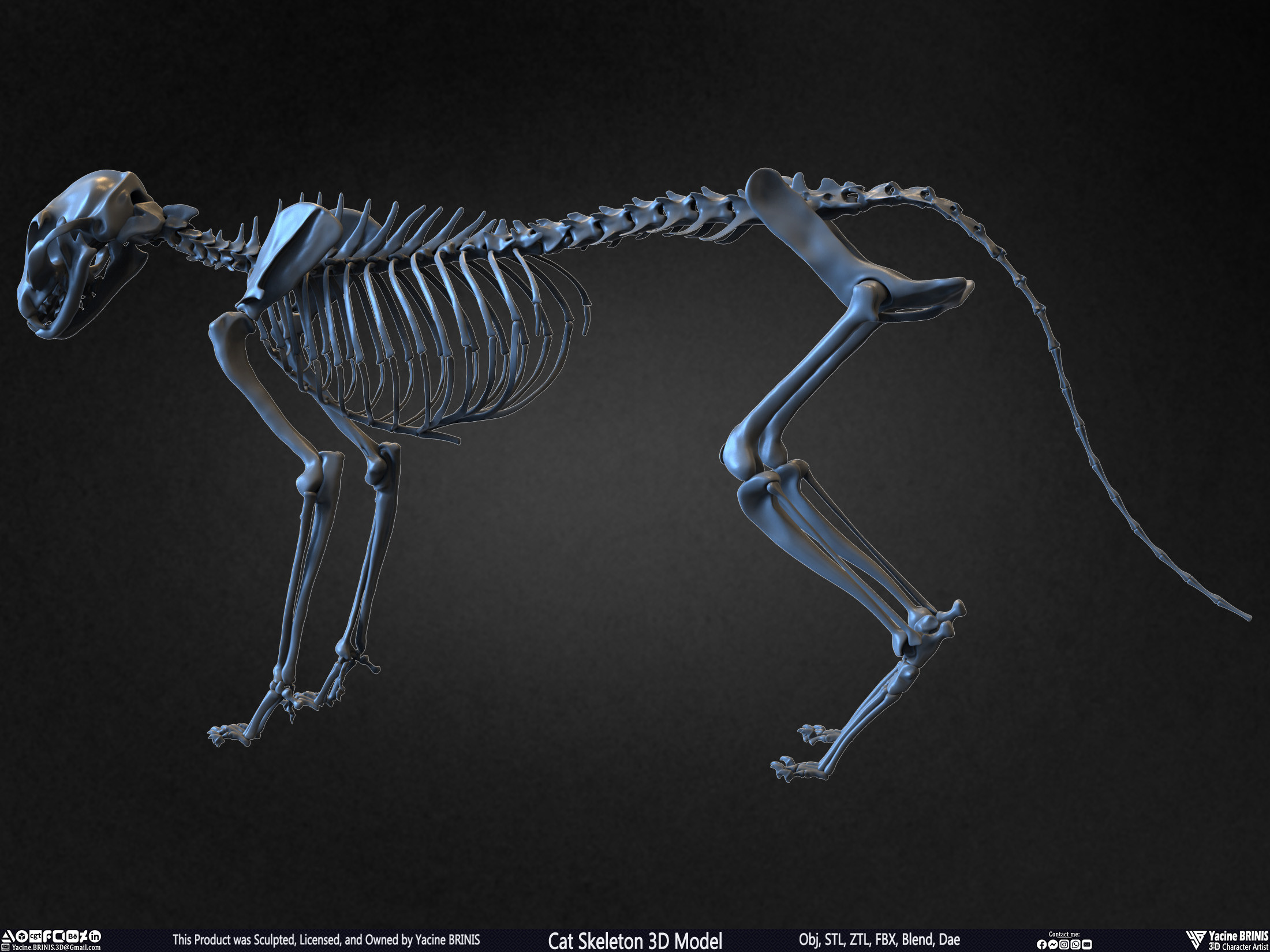 Highly Detailed Cat Skeleton 3D Model Sculpted by Yacine BRINIS Set 013