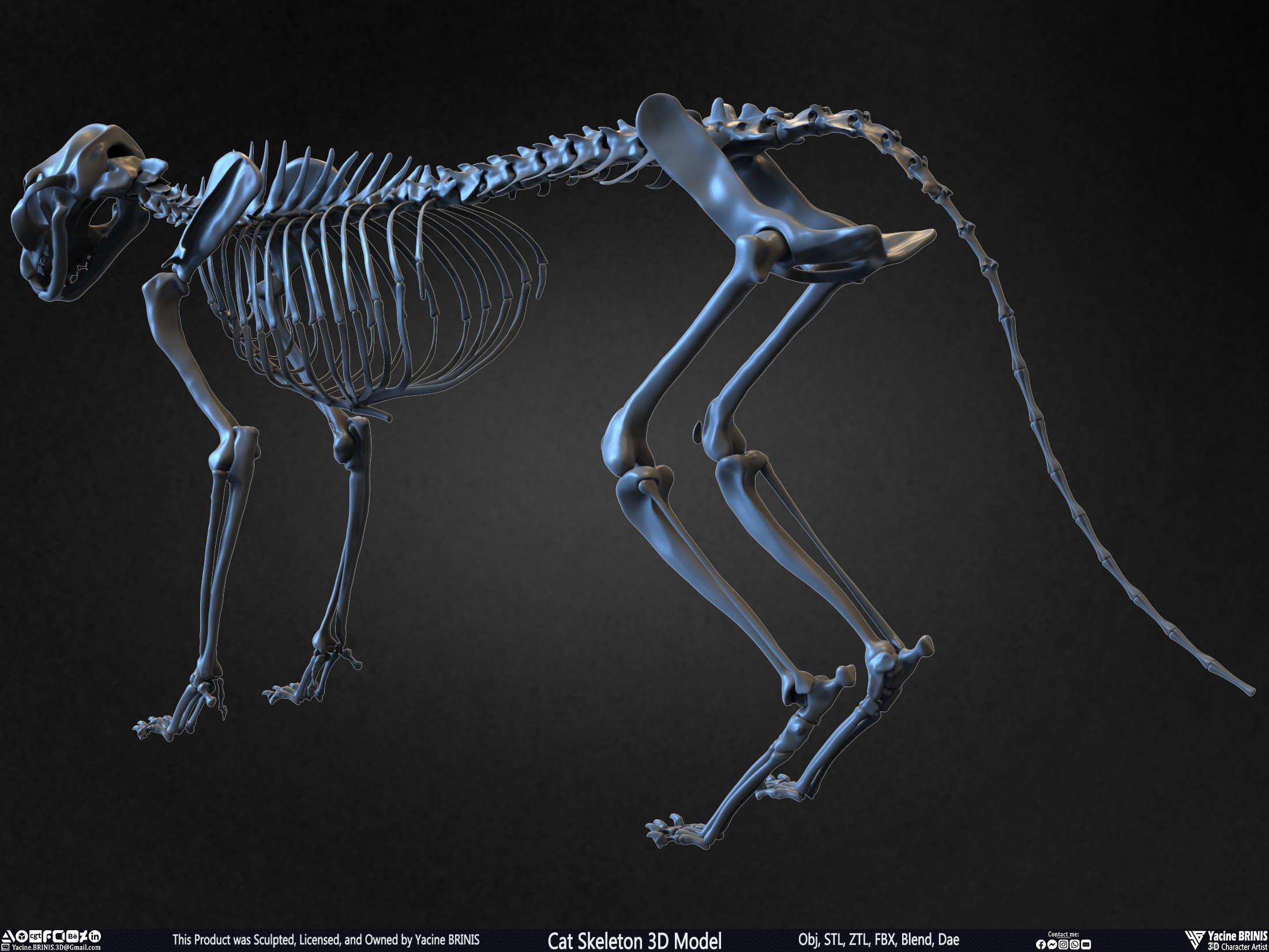 Highly Detailed Cat Skeleton 3D Model Sculpted by Yacine BRINIS Set 014