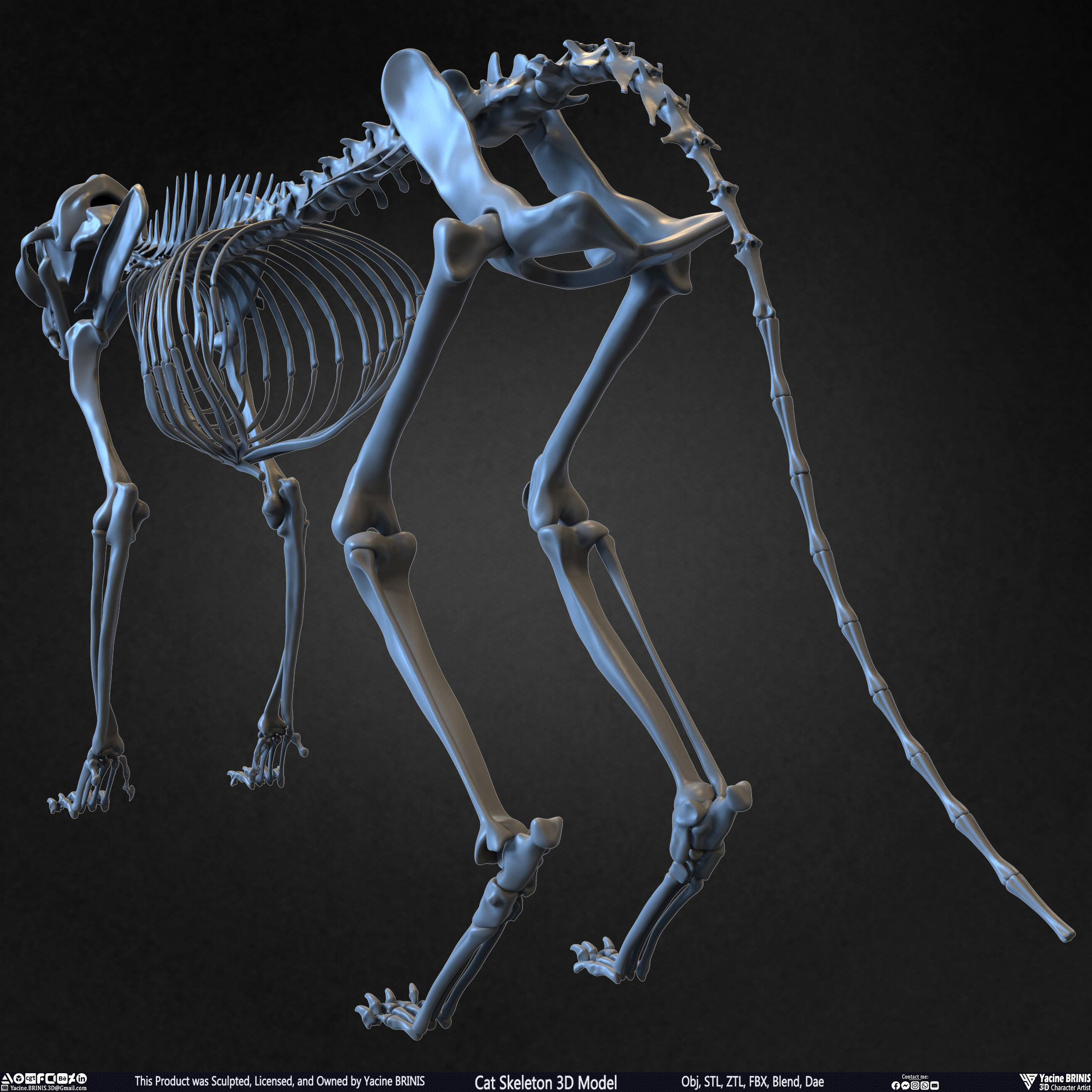 Highly Detailed Cat Skeleton 3D Model Sculpted by Yacine BRINIS Set 016