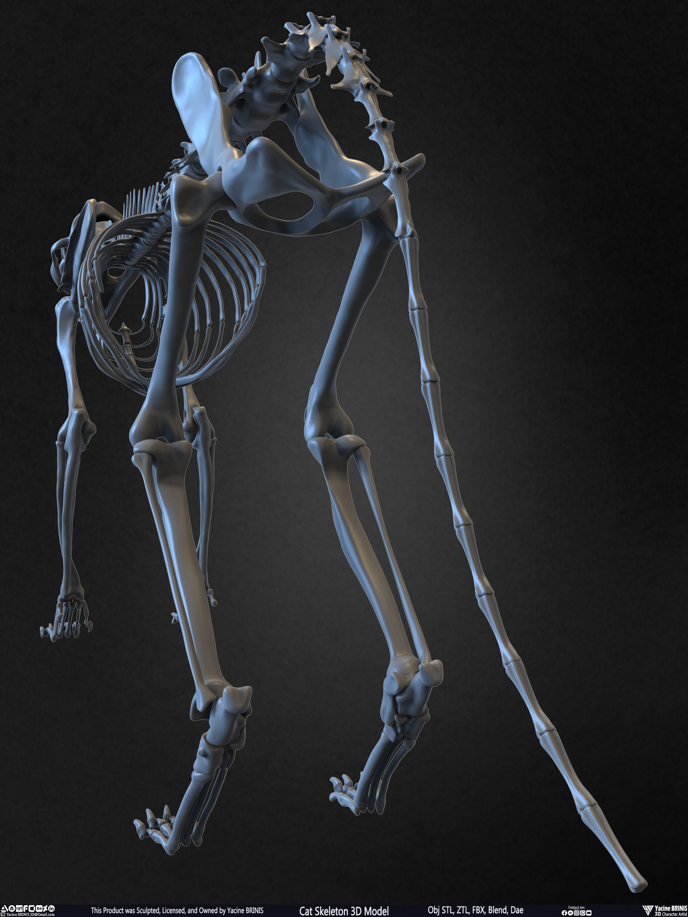Highly Detailed Cat Skeleton 3D Model Sculpted by Yacine BRINIS Set 017