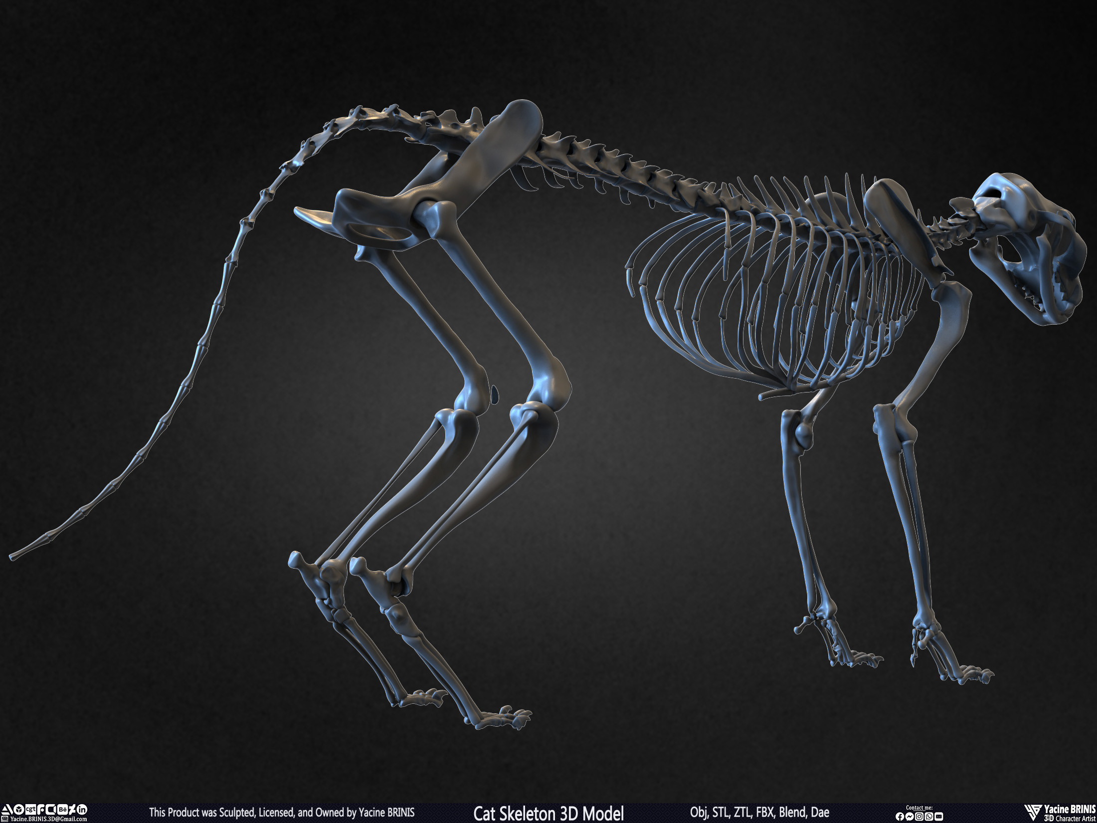 Highly Detailed Cat Skeleton 3D Model Sculpted by Yacine BRINIS Set 022