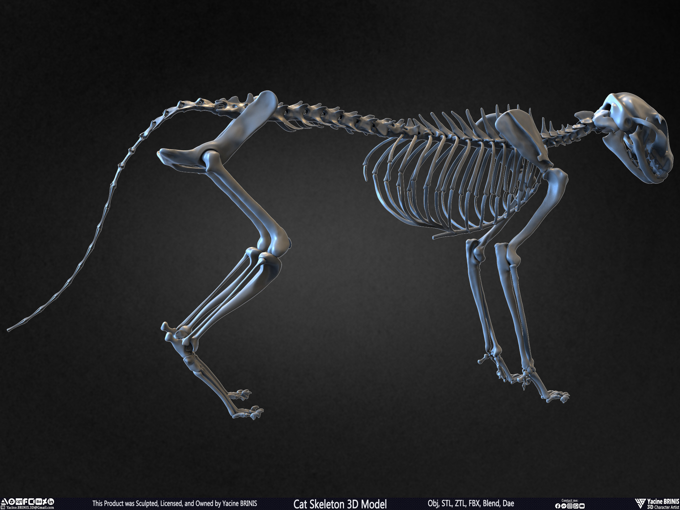 Highly Detailed Cat Skeleton 3D Model Sculpted by Yacine BRINIS Set 023