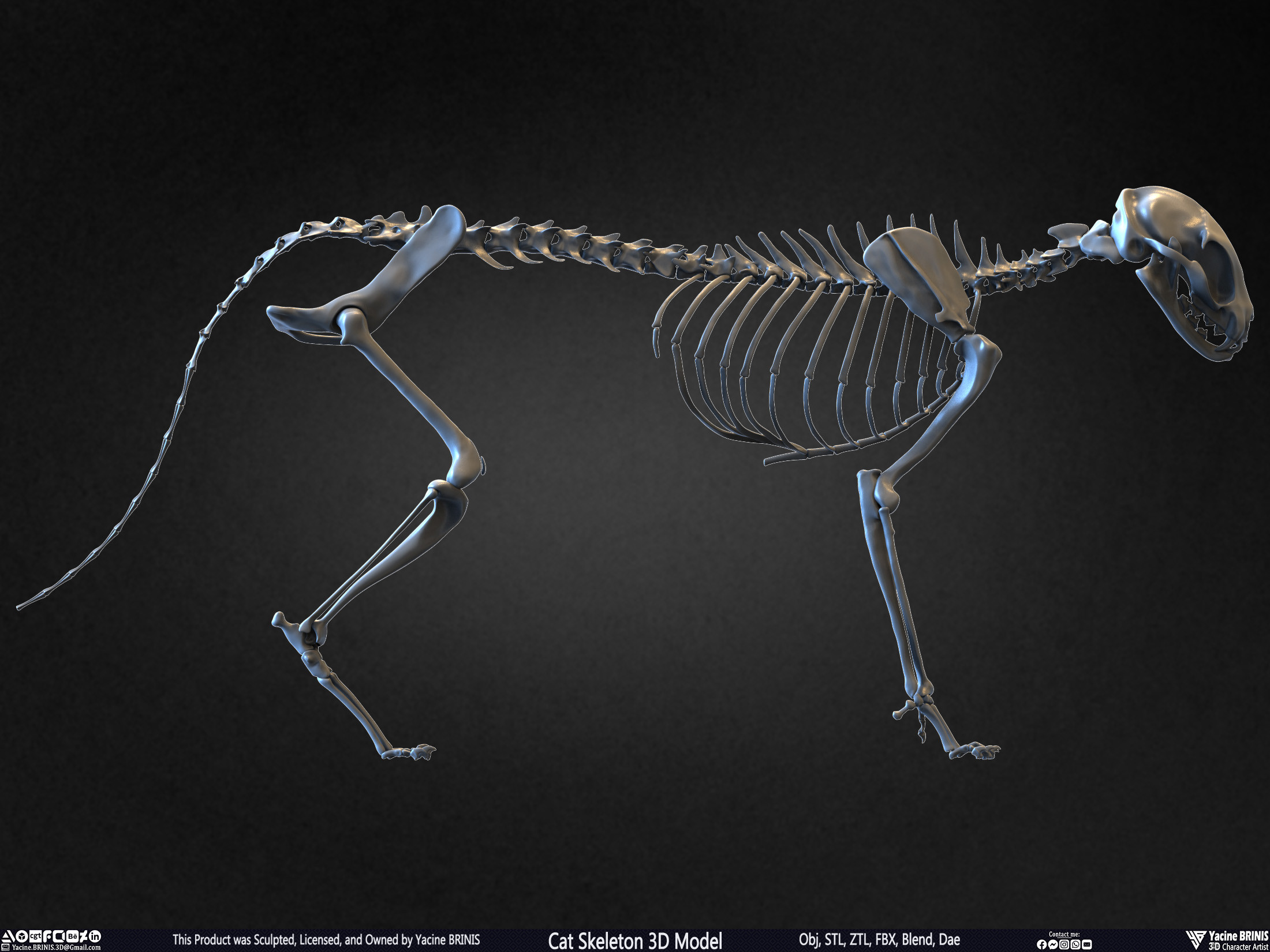 Highly Detailed Cat Skeleton 3D Model Sculpted by Yacine BRINIS Set 024