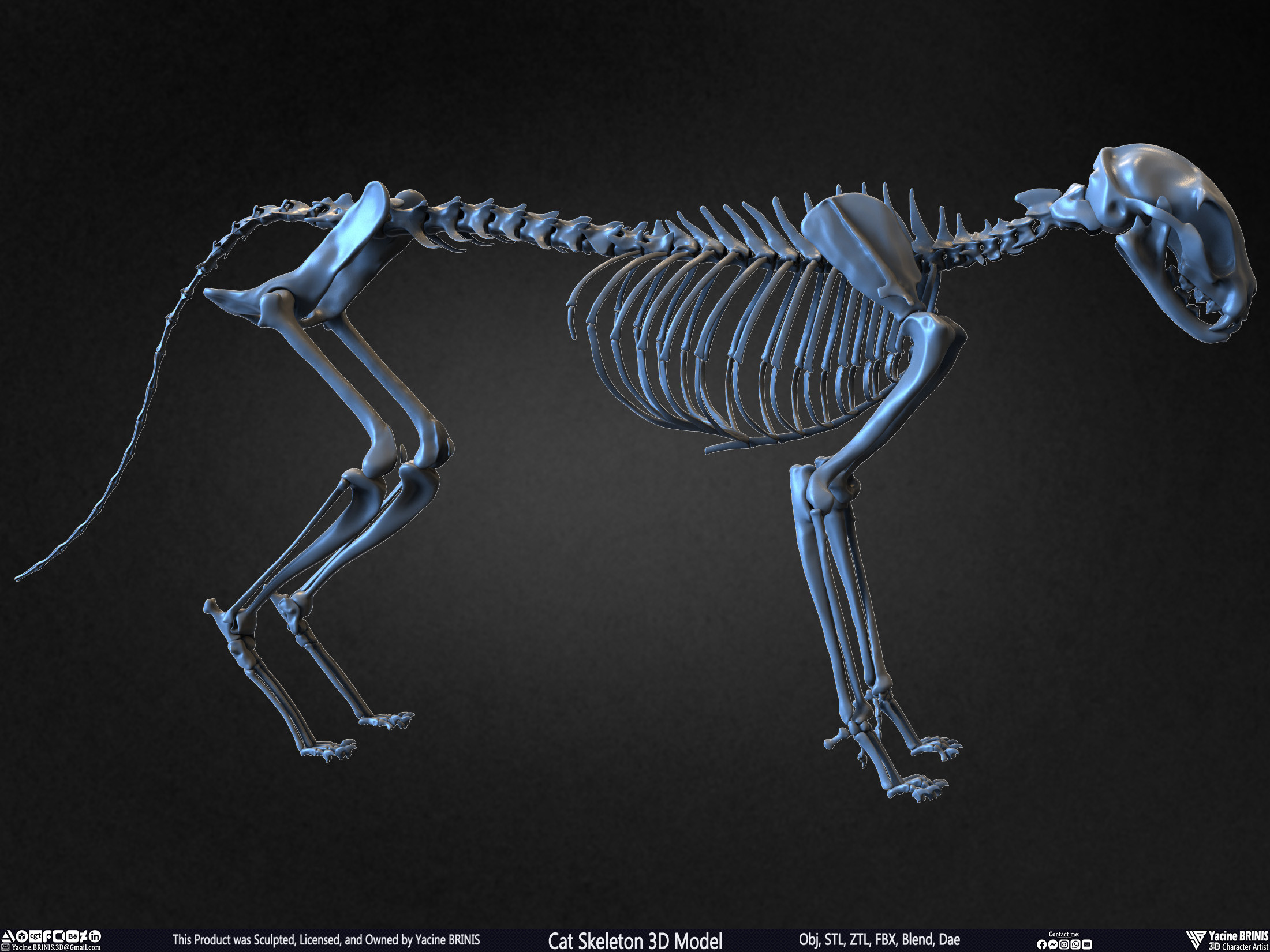 Highly Detailed Cat Skeleton 3D Model Sculpted by Yacine BRINIS Set 025