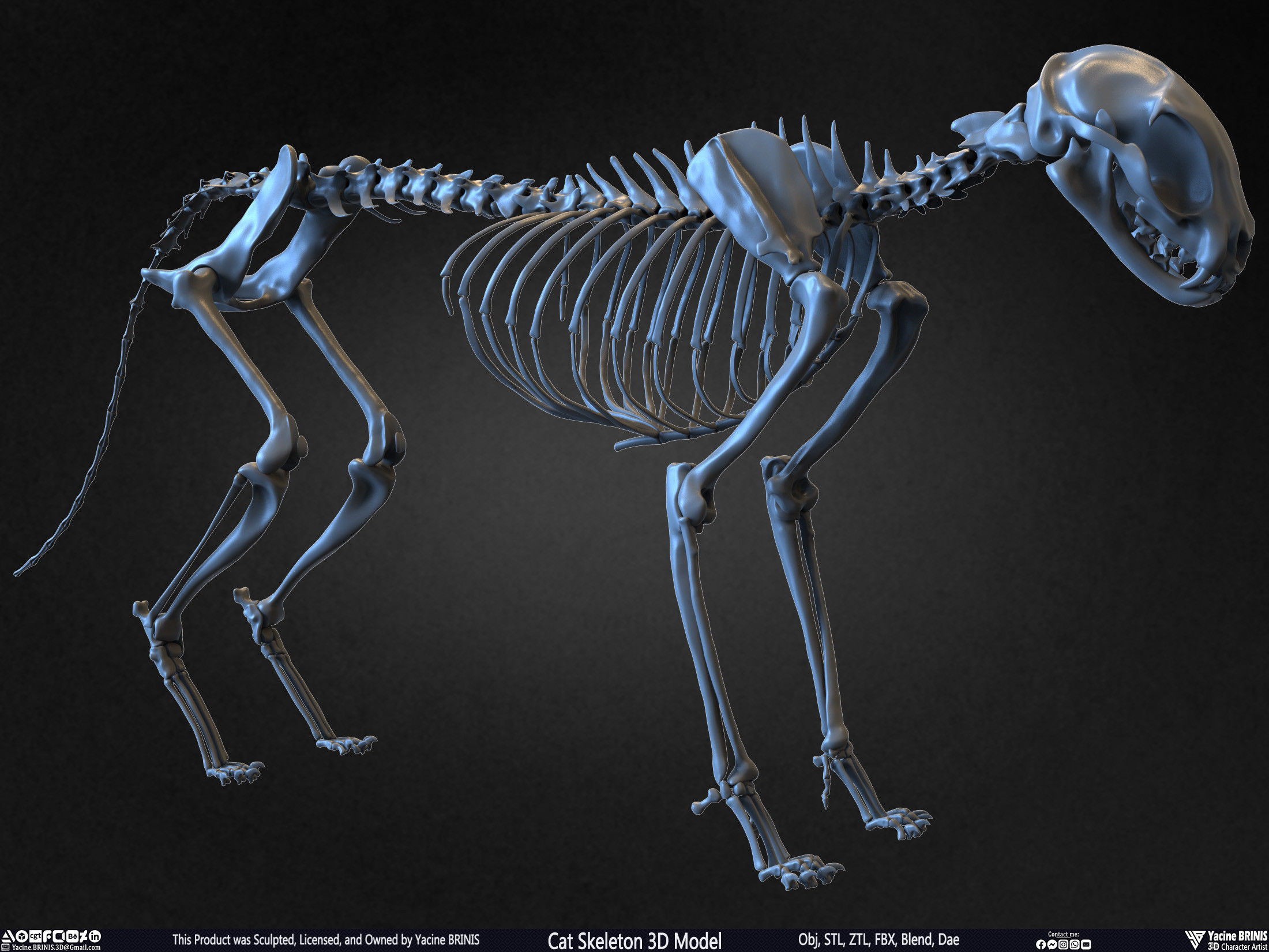 Highly Detailed Cat Skeleton 3D Model Sculpted by Yacine BRINIS Set 026