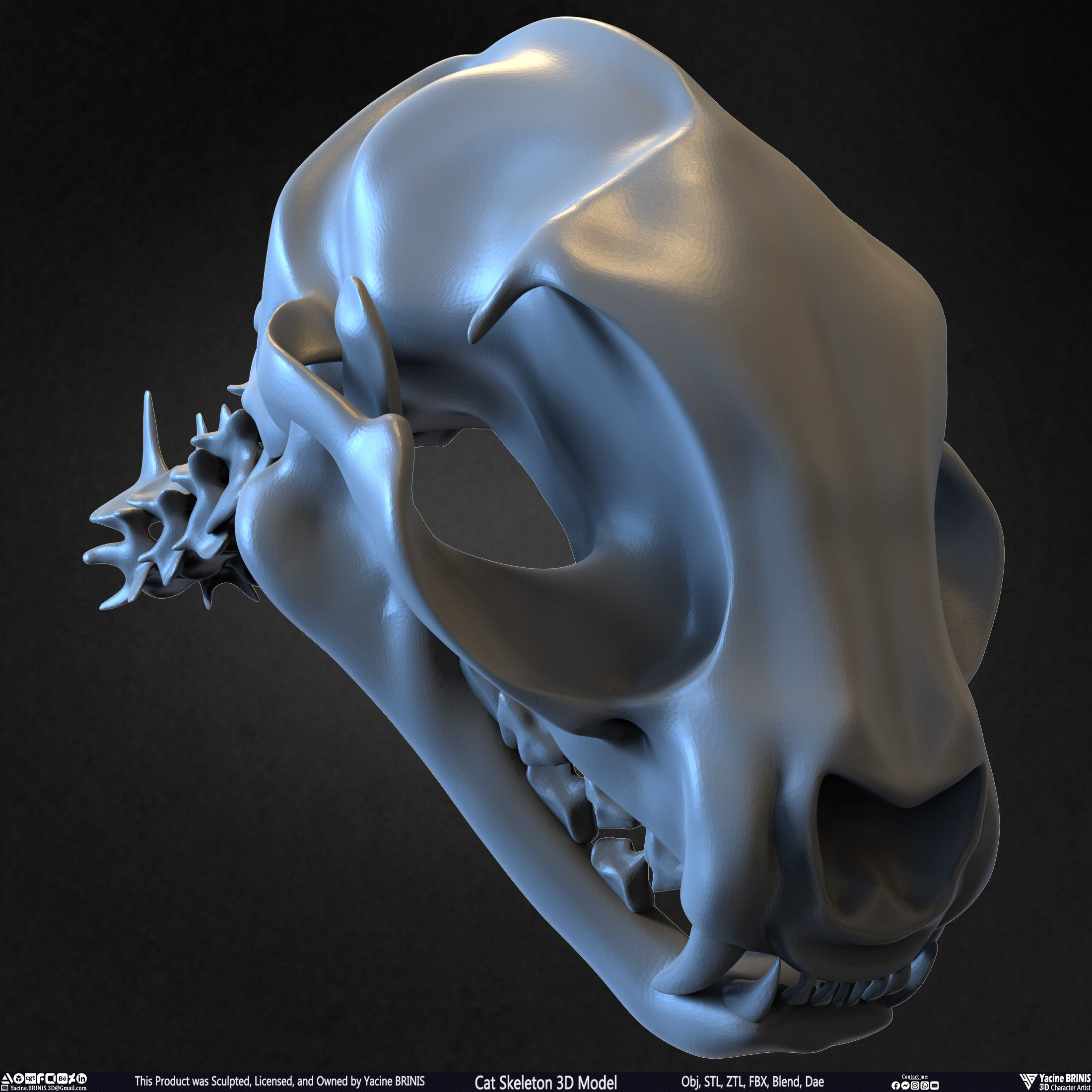 Highly Detailed Cat Skeleton 3D Model Sculpted by Yacine BRINIS Set 028