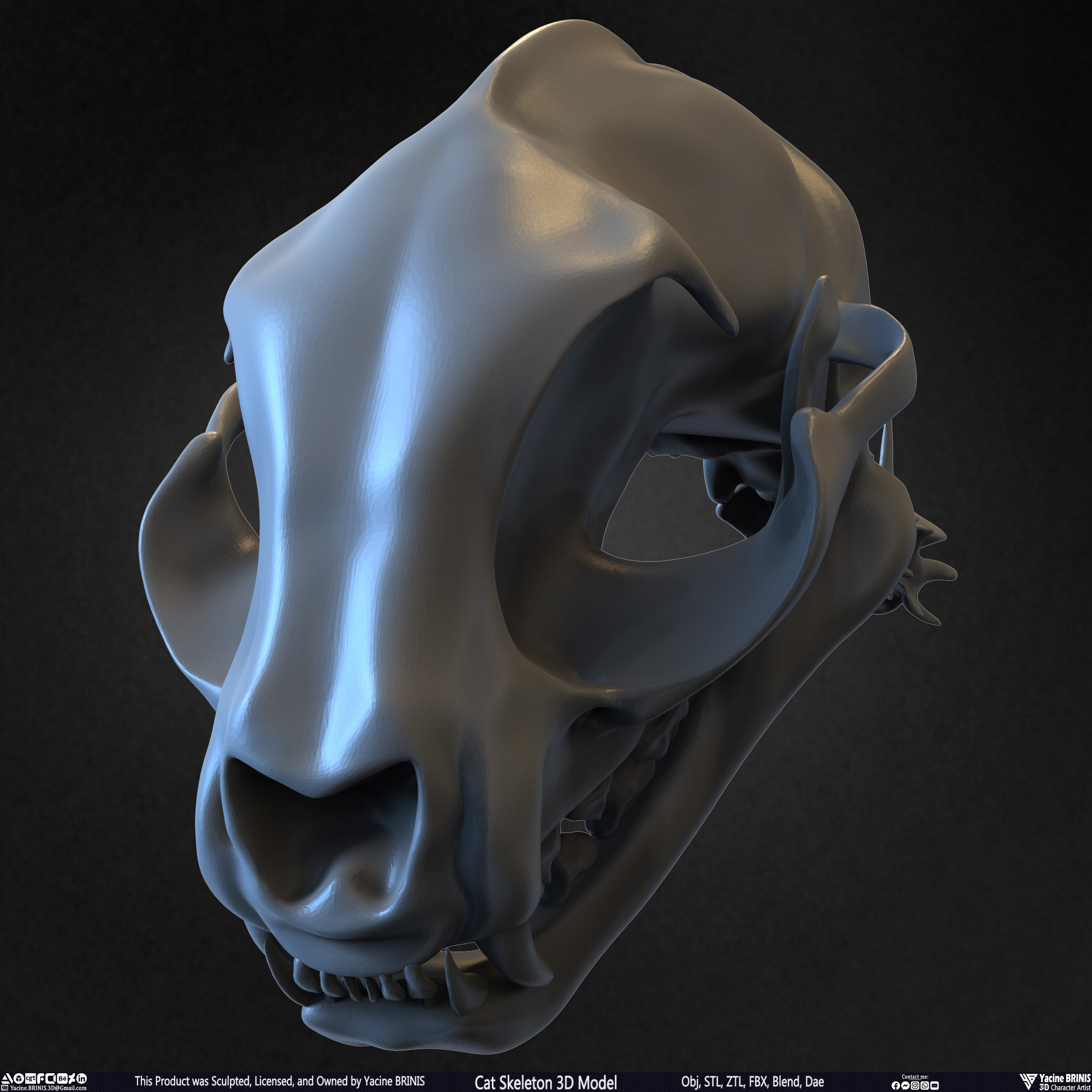 Highly Detailed Cat Skeleton 3D Model Sculpted by Yacine BRINIS Set 031