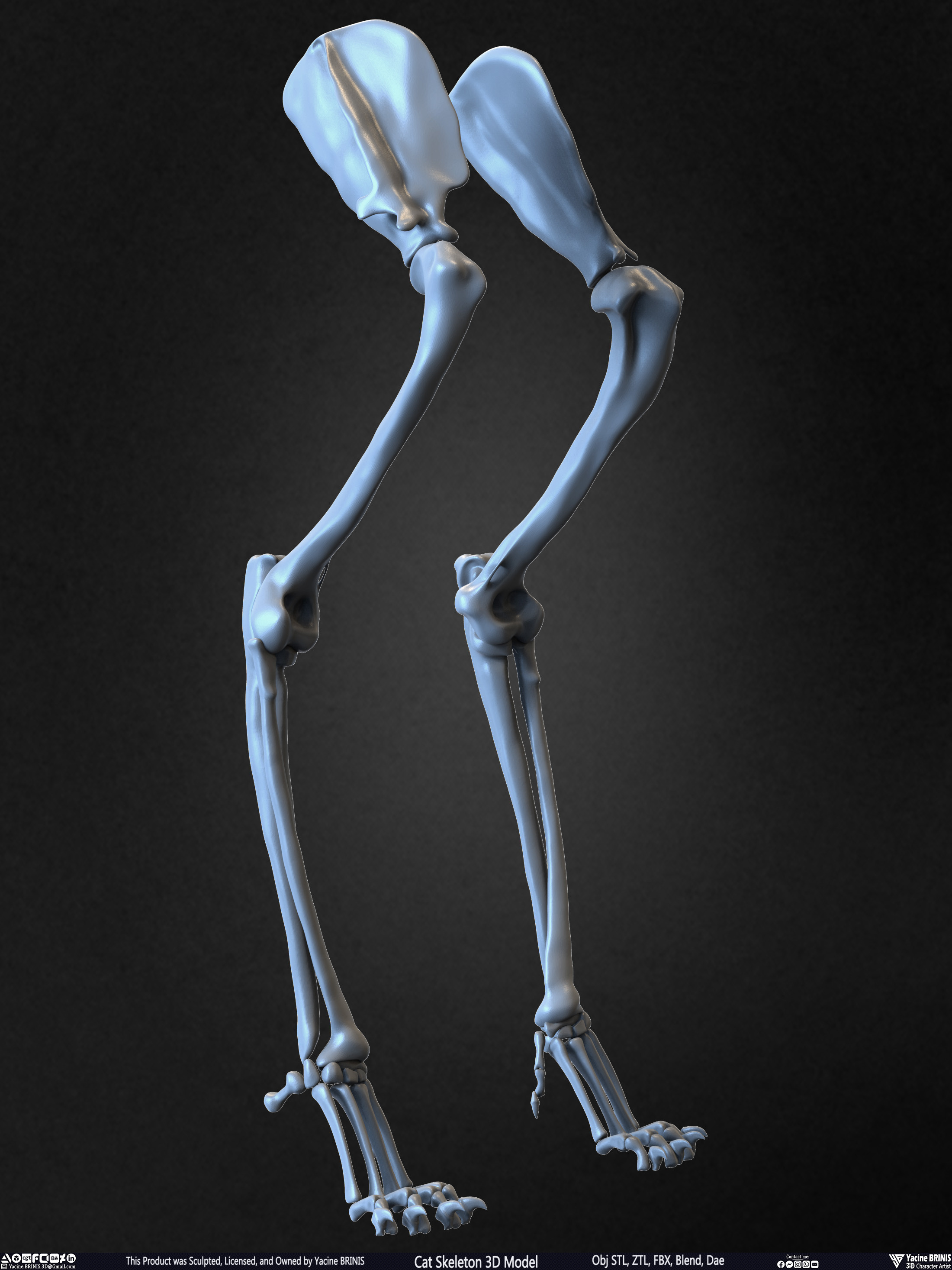 Highly Detailed Cat Skeleton 3D Model Sculpted by Yacine BRINIS Set 034