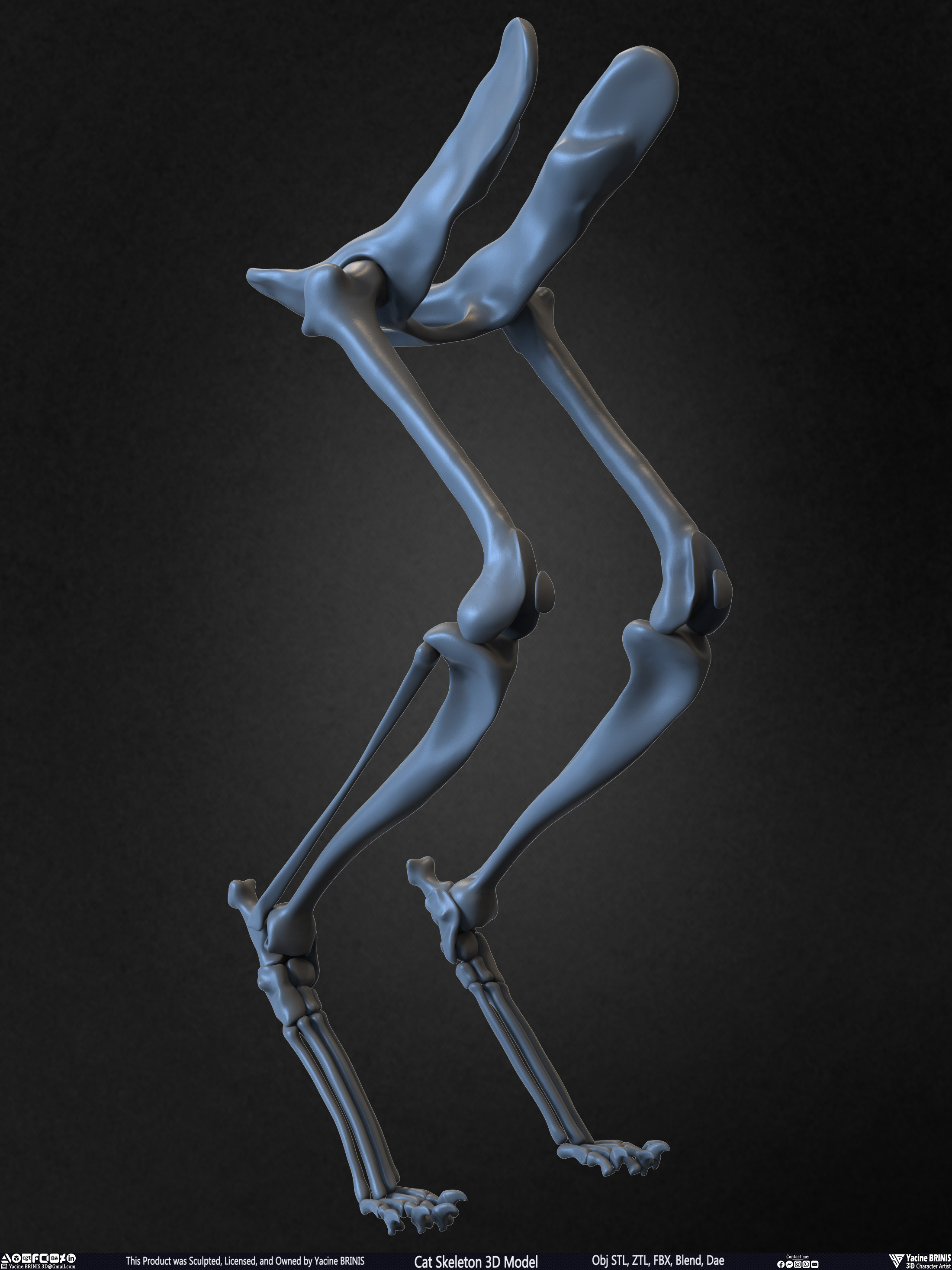 Highly Detailed Cat Skeleton 3D Model Sculpted by Yacine BRINIS Set 035