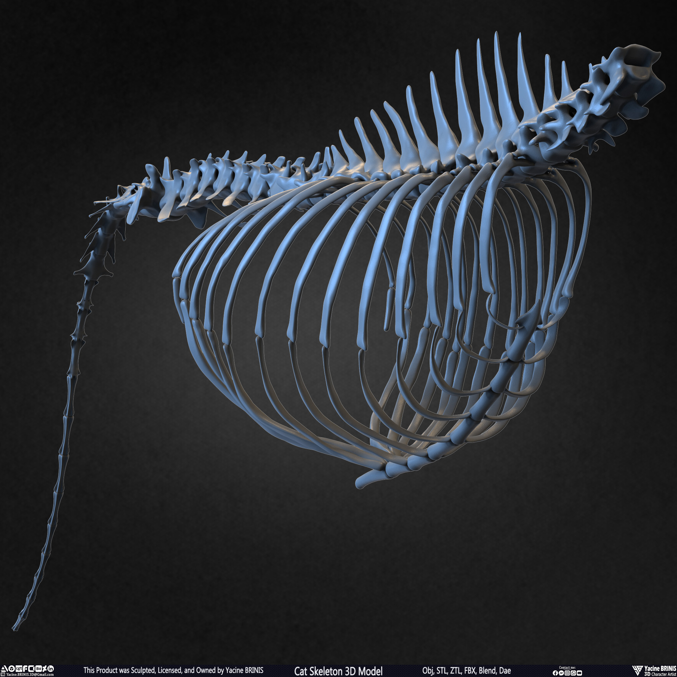 Highly Detailed Cat Skeleton 3D Model Sculpted by Yacine BRINIS Set 036