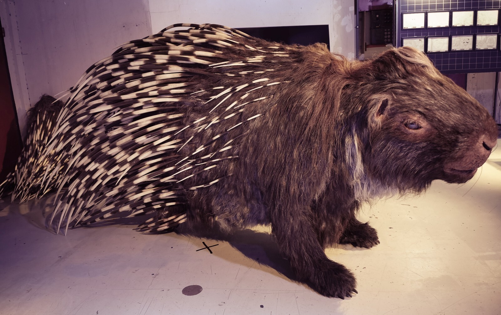 Poor Porcupine has a bit of a hangover. 