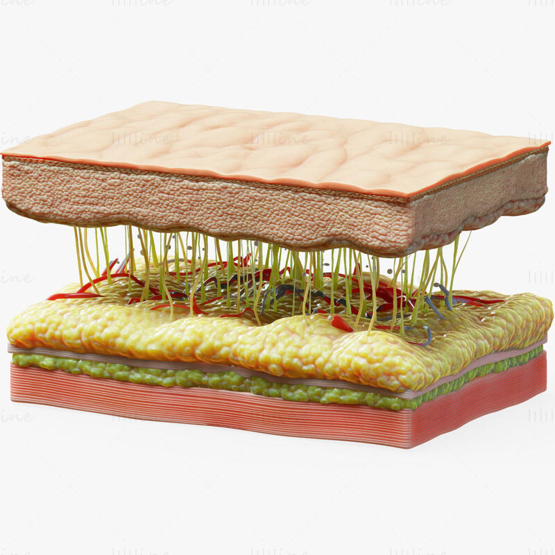 ArtStation - Skin Structure Cross Section 3D Model C4D STL OBJ 3DS
