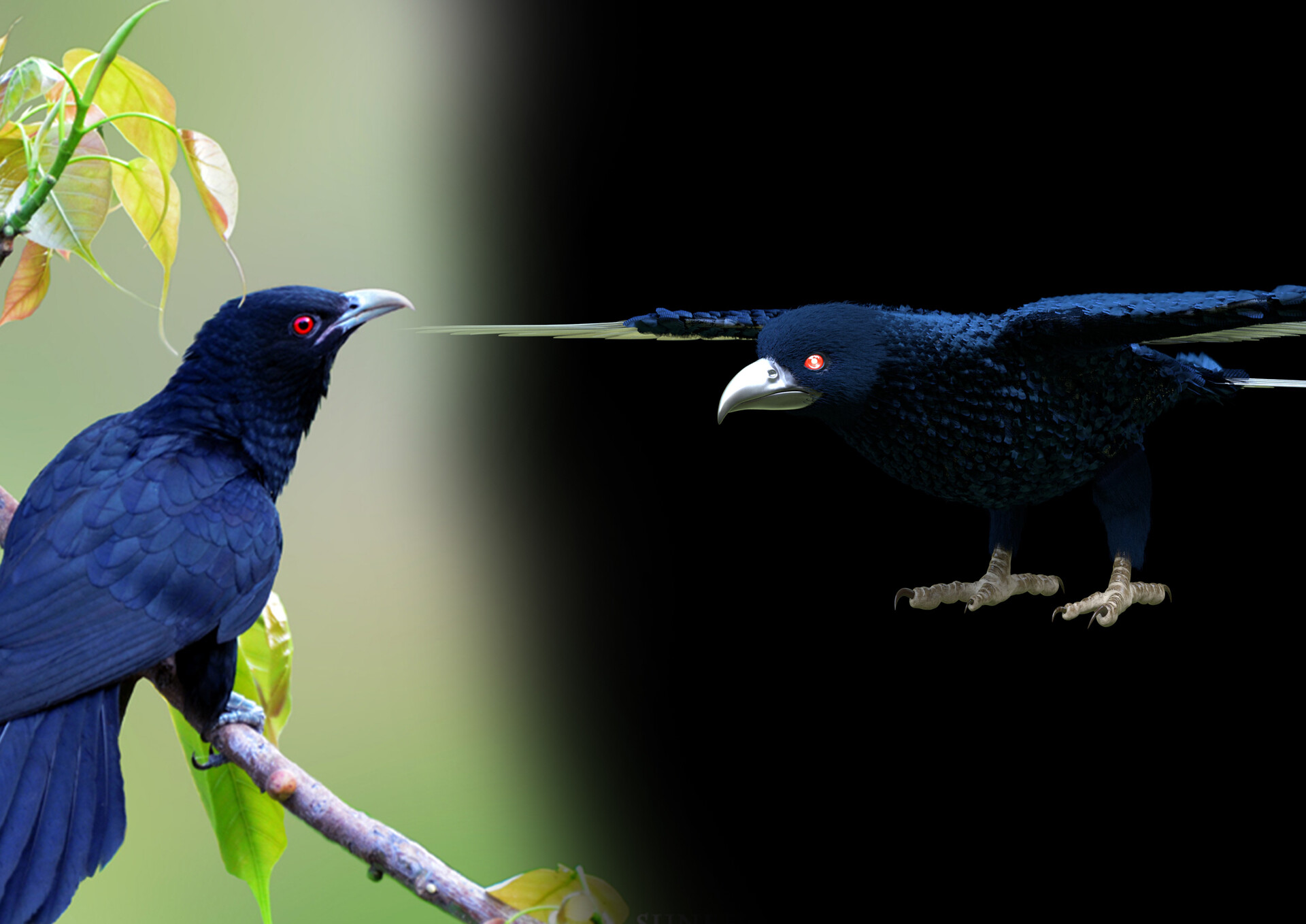 All Beautiful Birds: Cuckoo Birds Wallpapers | Beautiful birds, Birds, Bird  wallpaper