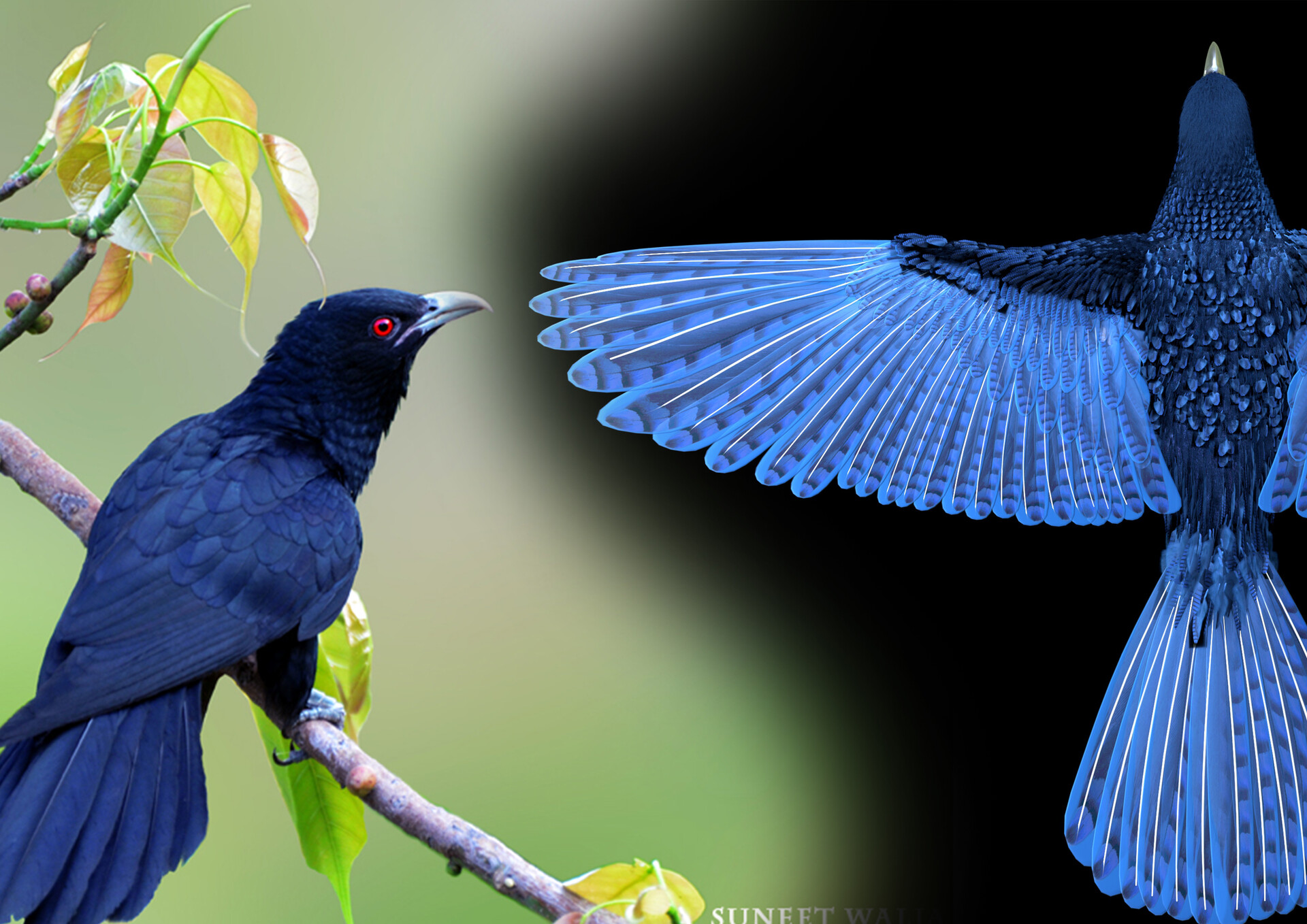 9,200+ Cuckoo Bird Stock Photos, Pictures & Royalty-Free Images - iStock |  Cuckoo bird white background, Cuckoo bird clock