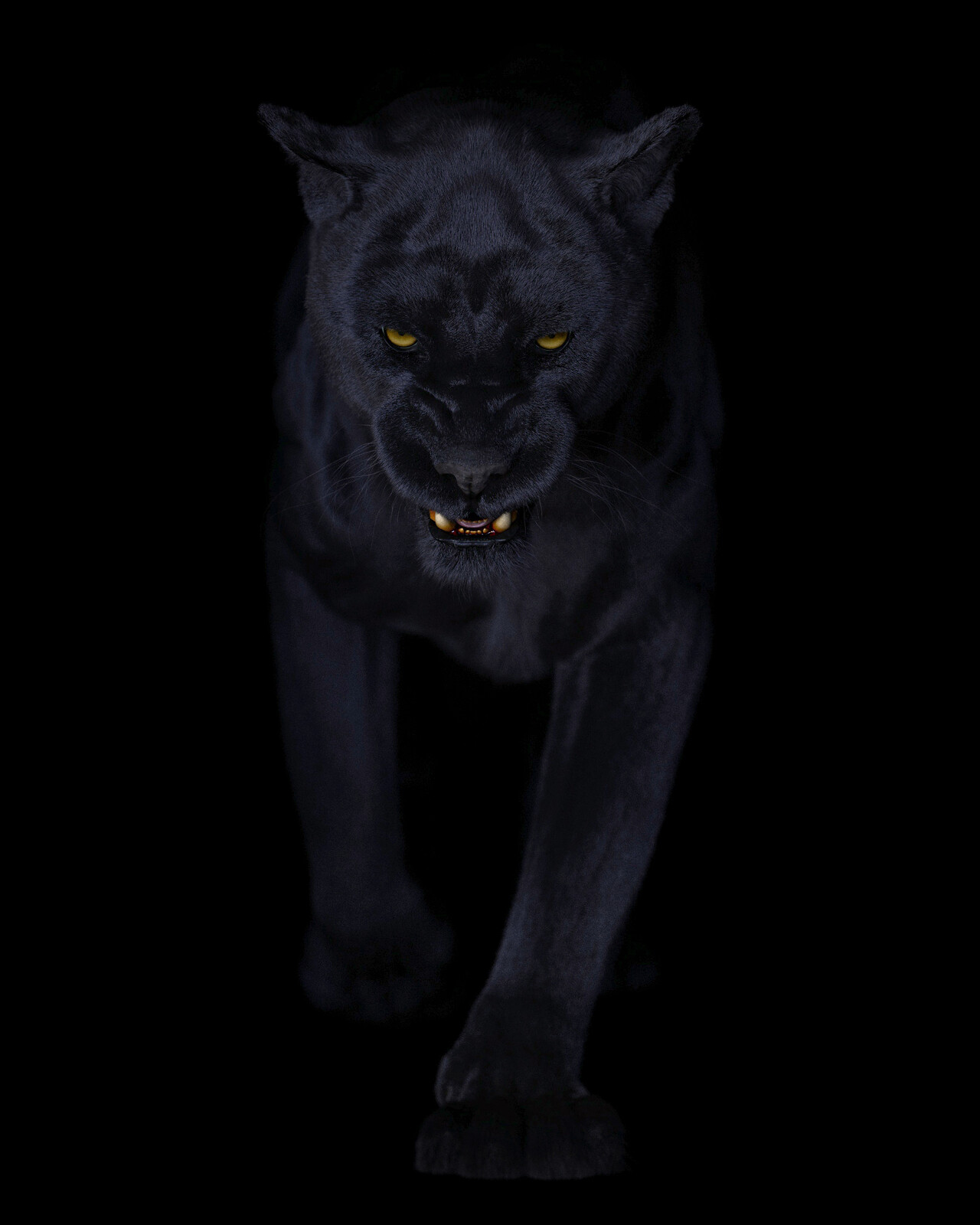 Black Panthera Onca