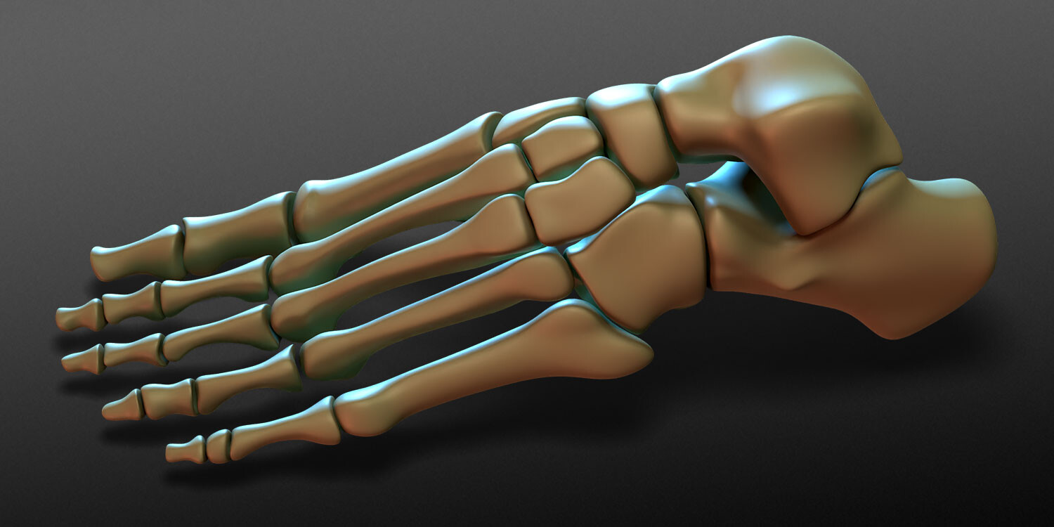 dinoreplicas-3d-model-works-foot-bones-render-02a.jpg